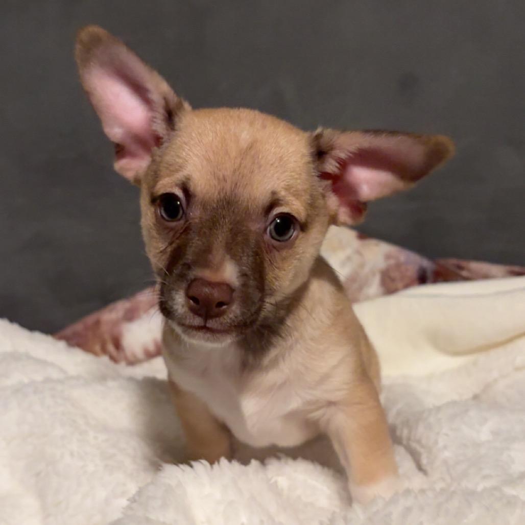 Bodhi, a Adoptable mixed breed in Pawling, NY image 5/6