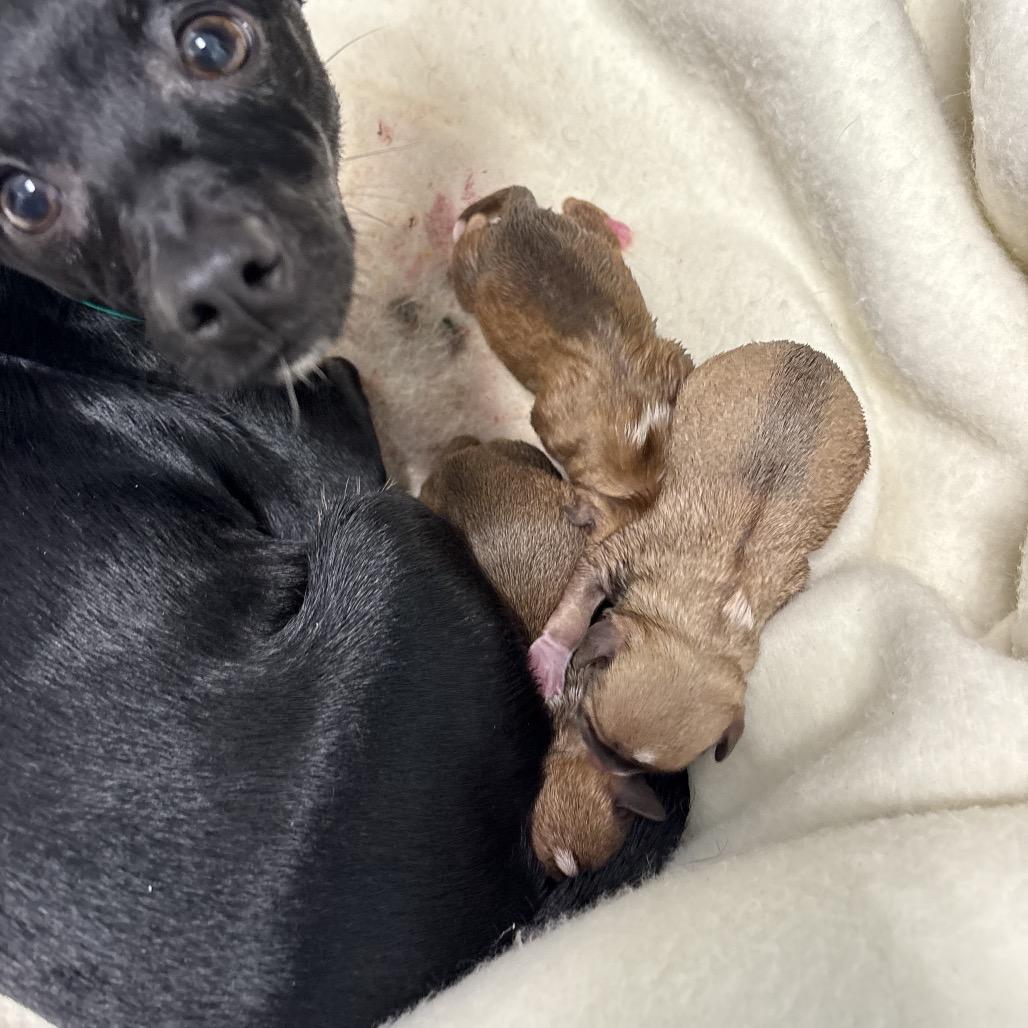 Bodhi, a Adoptable mixed breed in Pawling, NY image 6/6