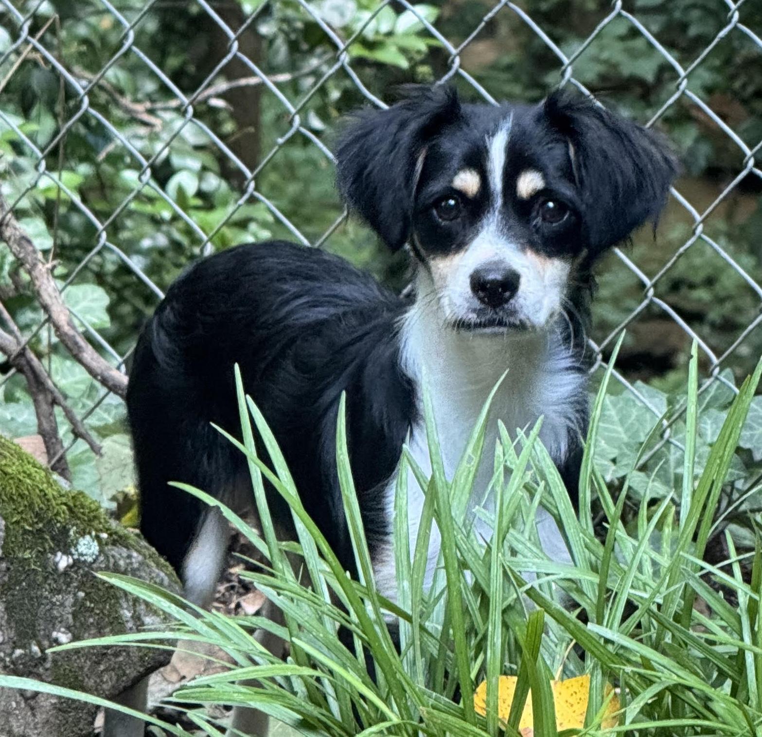 Bonsai, an adopted mixed breed in Cumming, GA image 3/6