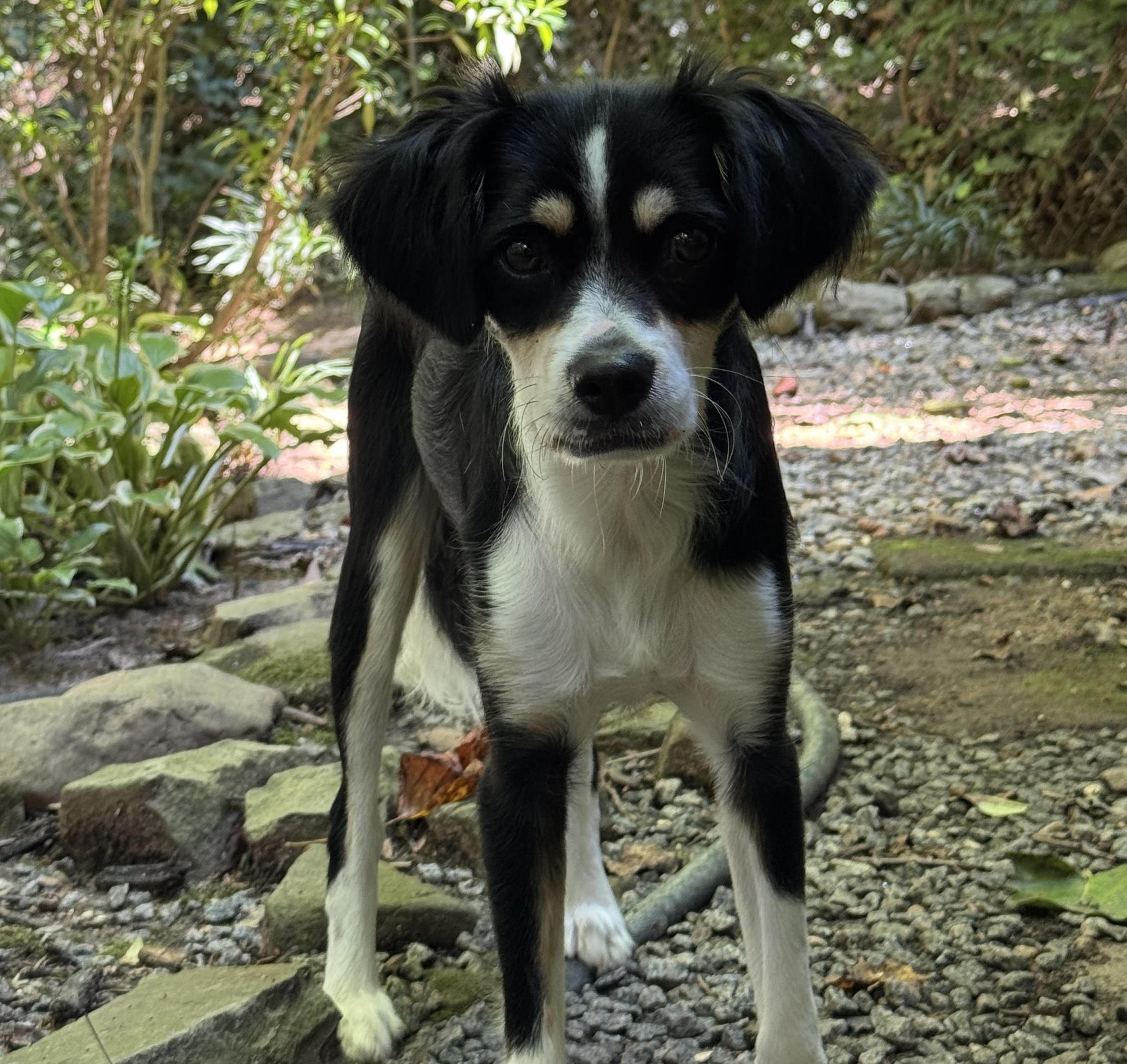 Bonsai, an adopted mixed breed in Cumming, GA image 6/6