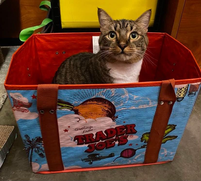 Tiabeanie, Adoptable, Adult Female Tabby & Domestic Short Hair.
