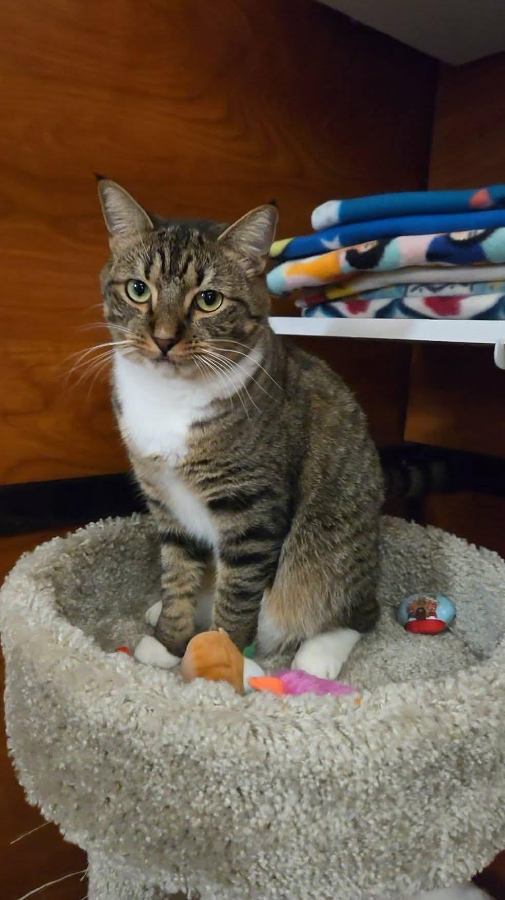 Tiabeanie, a Adoptable mixed breed in Gladstone, OR image 2/6