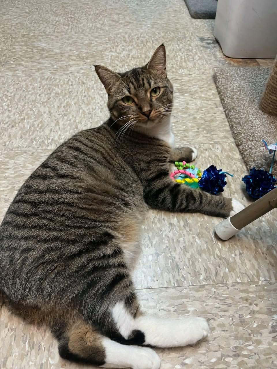 Tiabeanie, a Adoptable mixed breed in Gladstone, OR image 3/6