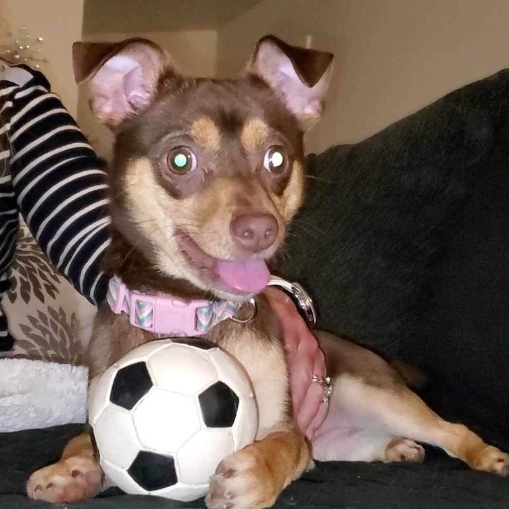 Enlarge Fudge, a Adoptable Chihuahua in Inez, TX image 1/12