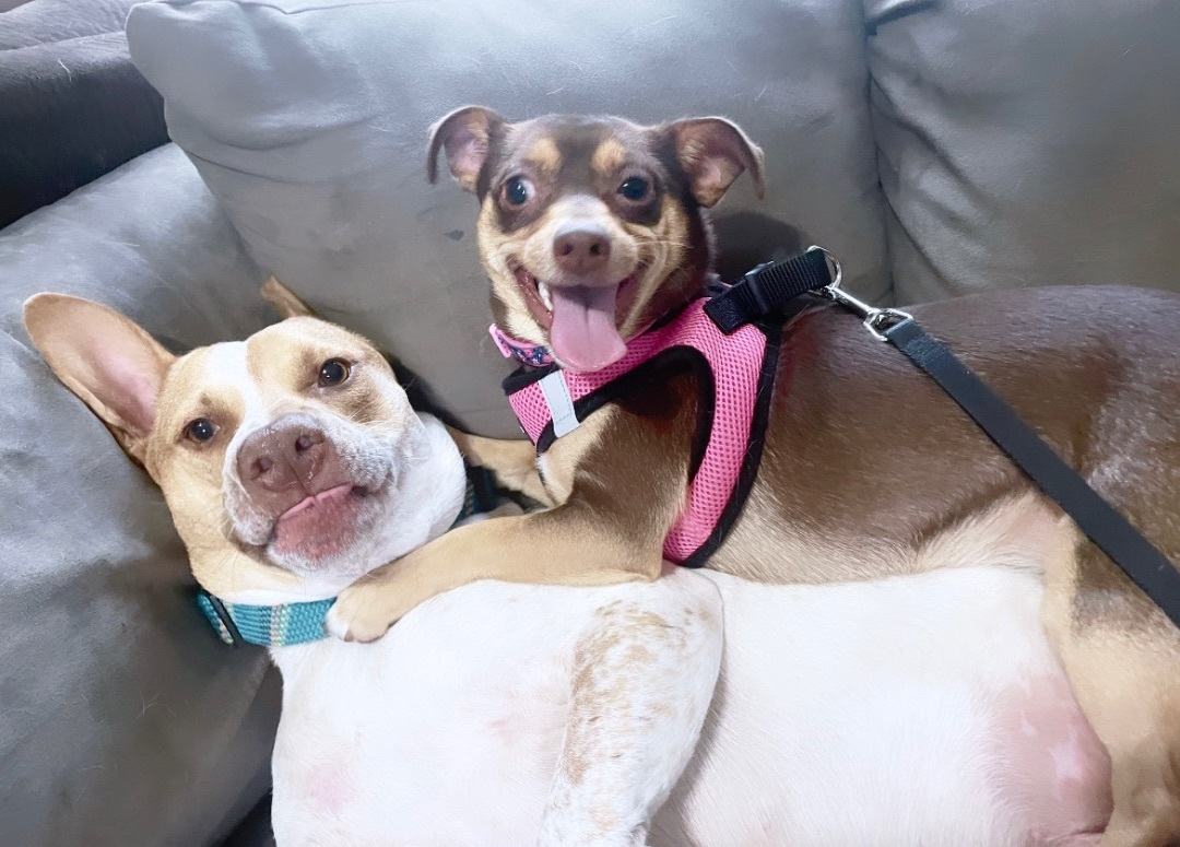 Enlarge Fudge, a Adoptable Chihuahua in Inez, TX image 2/12