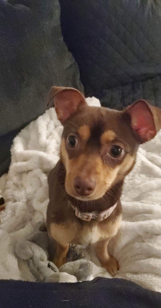 Enlarge Fudge, a Adoptable Chihuahua in Inez, TX image 3/12