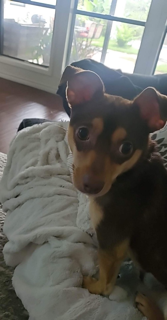 Enlarge Fudge, a Adoptable Chihuahua in Inez, TX image 4/12