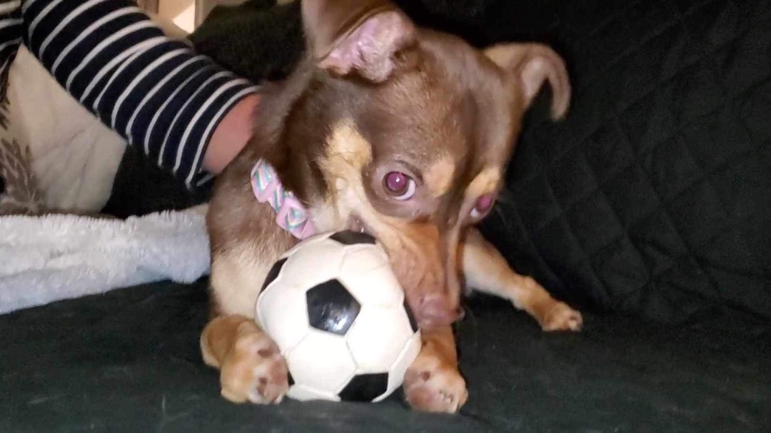 Enlarge Fudge, a Adoptable Chihuahua in Inez, TX image 5/12