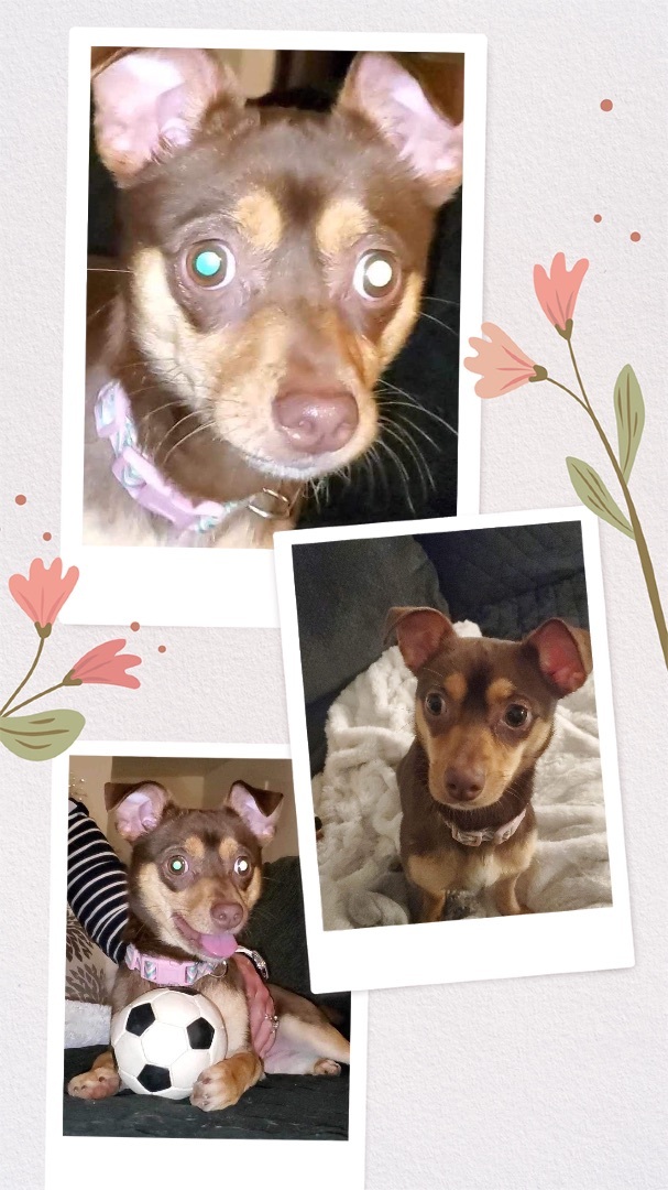 Enlarge Fudge, a Adoptable Chihuahua in Inez, TX image 6/12