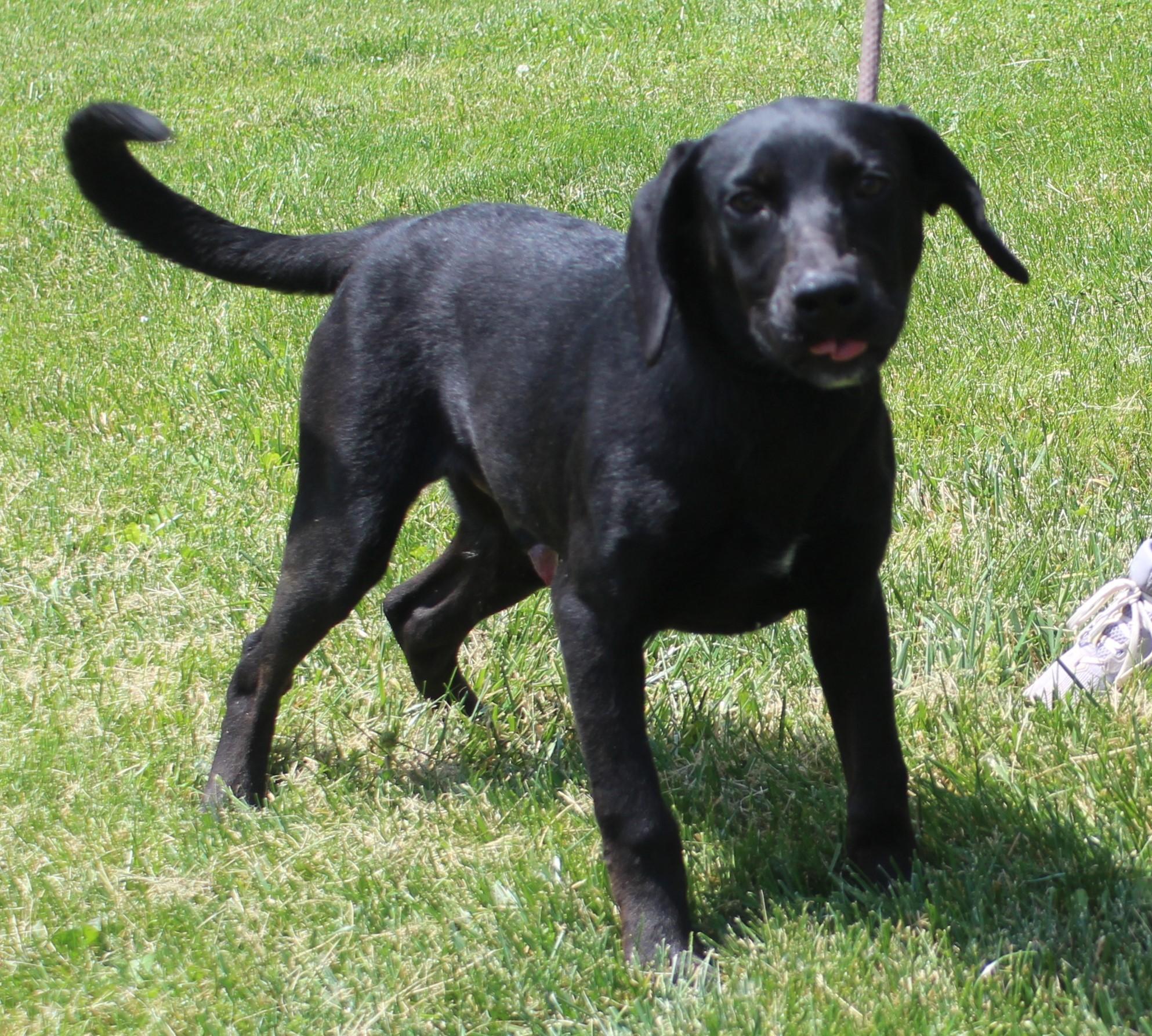 Winston (11890), adopted, Young Male Hound.