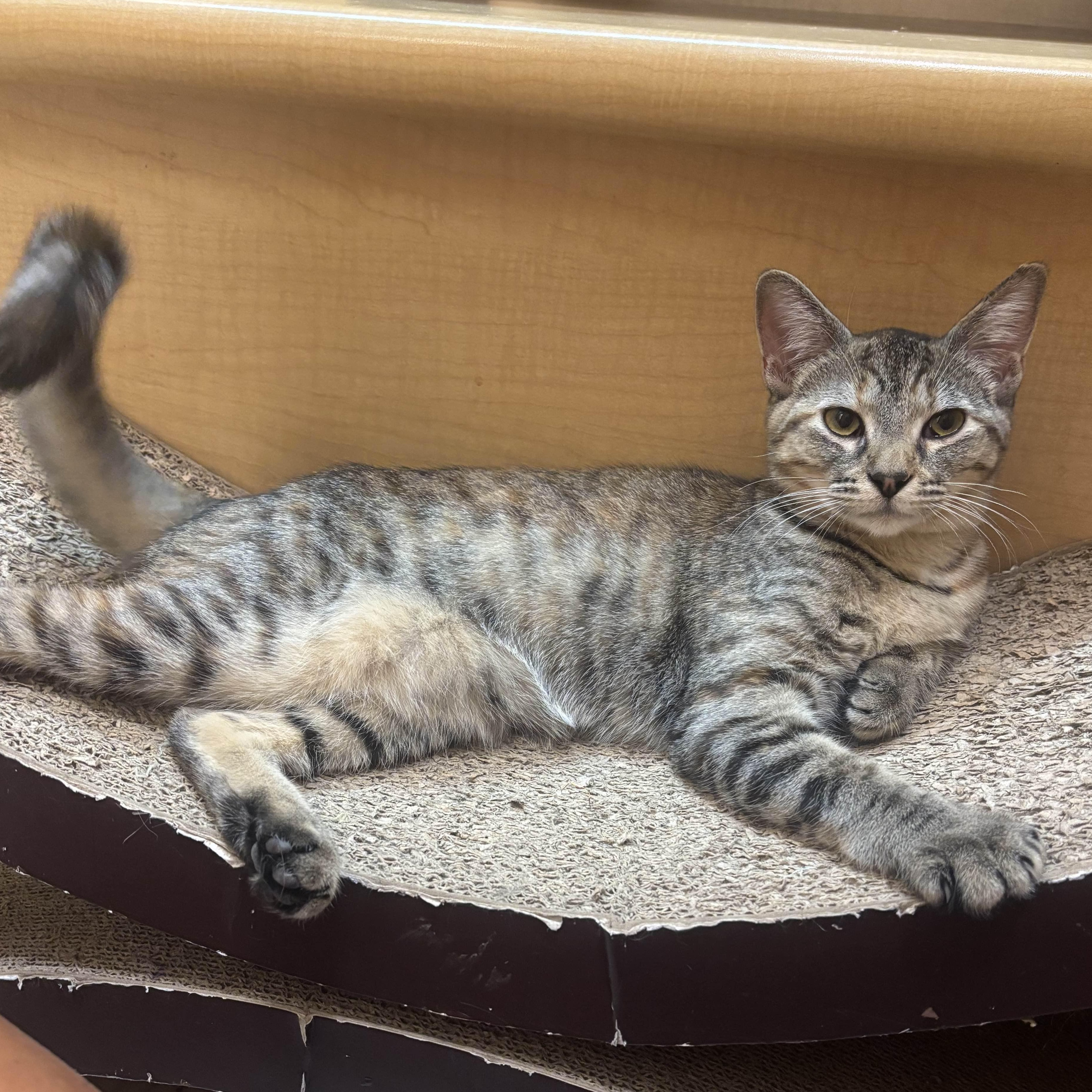 Enlarge Ruby (best friends with Stormy), an adoptable American Shorthair in Austin, TX image 6/6