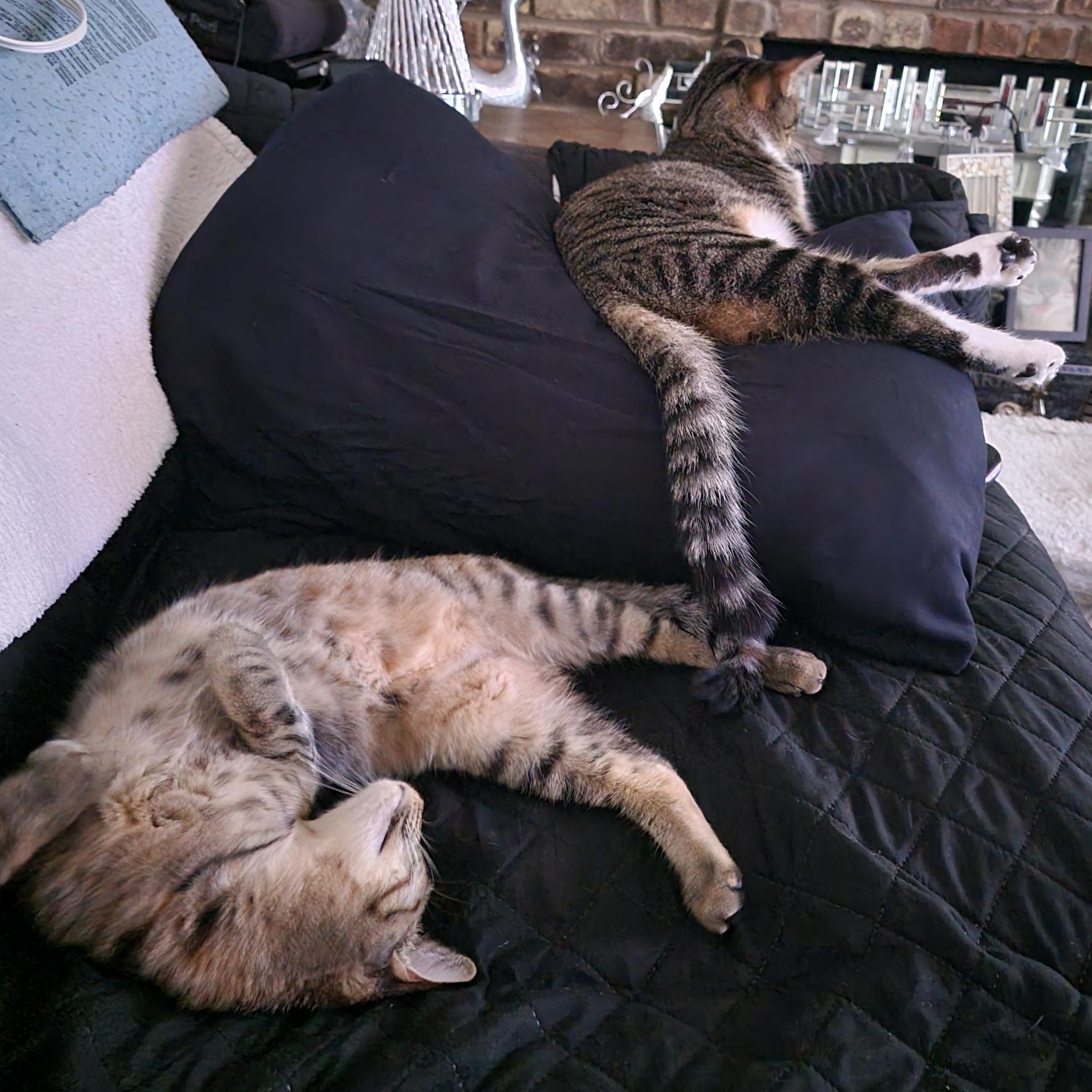 Enlarge Ruby (best friends with Stormy), an adoptable American Shorthair in Austin, TX image 4/6