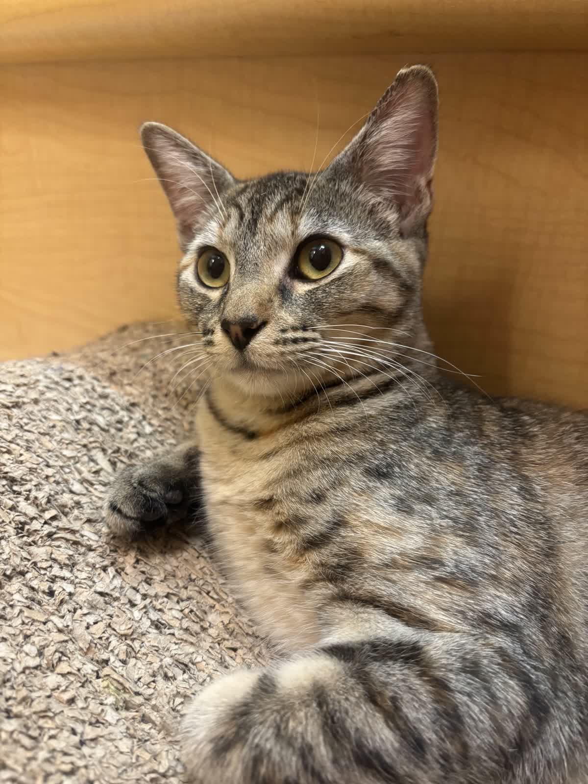 Enlarge Ruby (best friends with Stormy), an adoptable American Shorthair in Austin, TX image 5/6