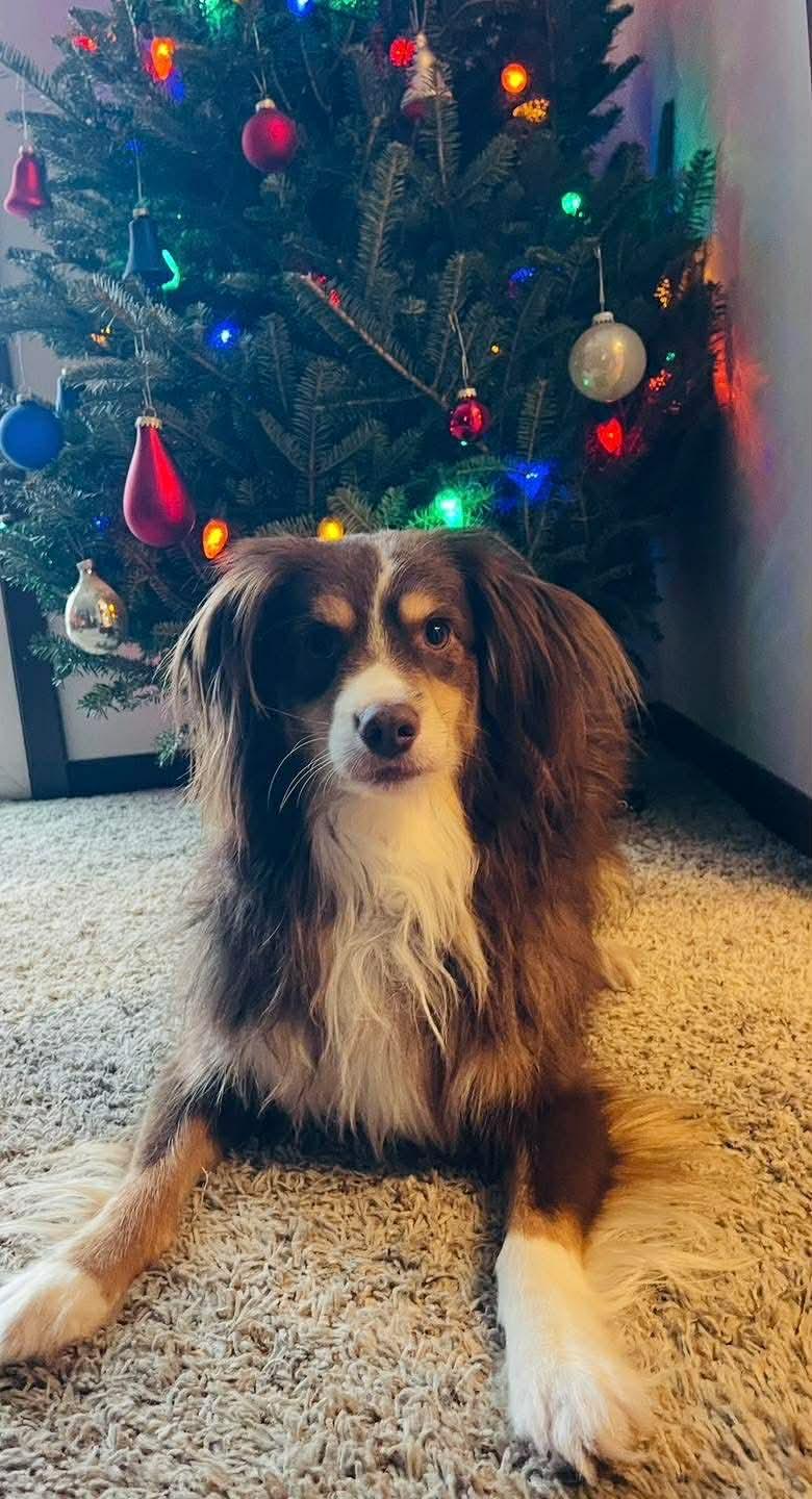 Enlarge Bear, a ADOPTABLE Australian Shepherd in Springfield, IL image 3/3