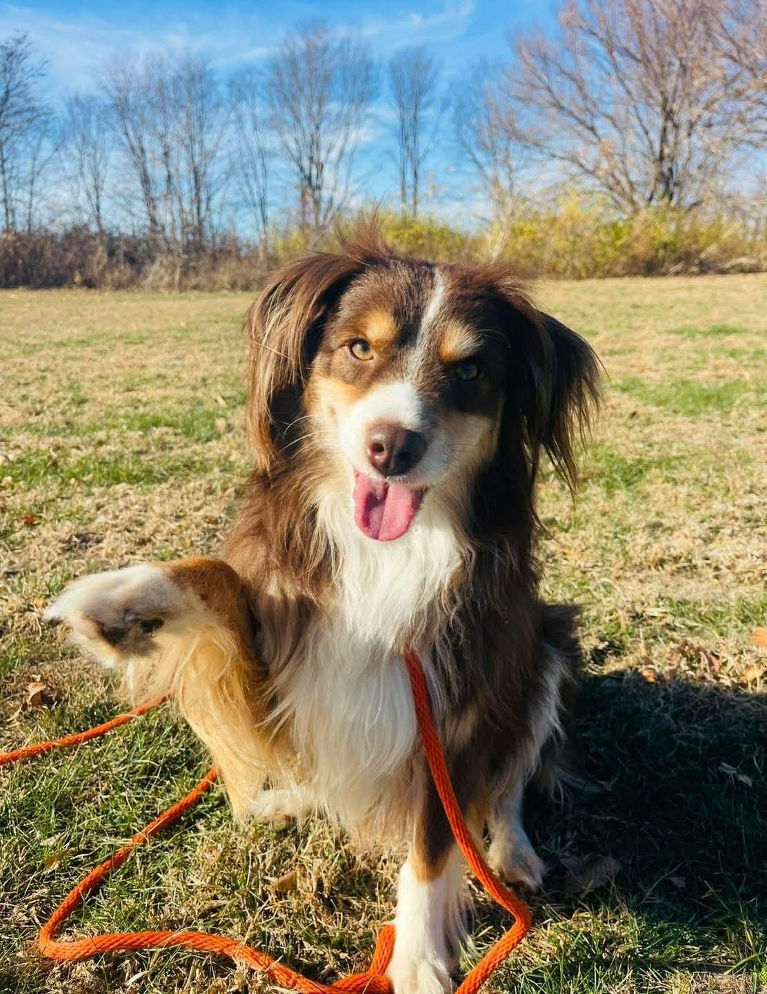 Enlarge Bear, a ADOPTABLE Australian Shepherd in Springfield, IL image 2/3