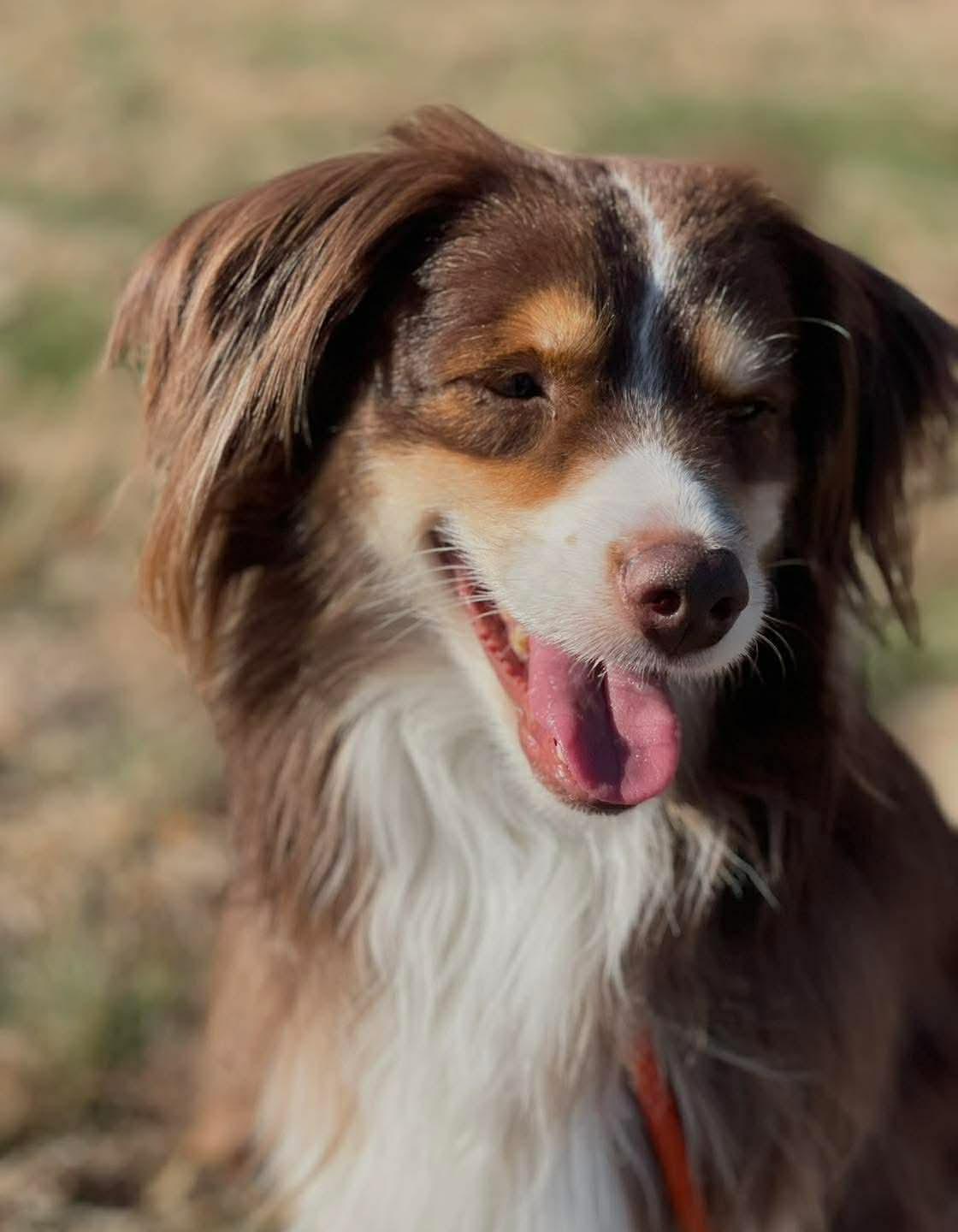 Enlarge Bear, a ADOPTABLE Australian Shepherd in Springfield, IL image 1/3