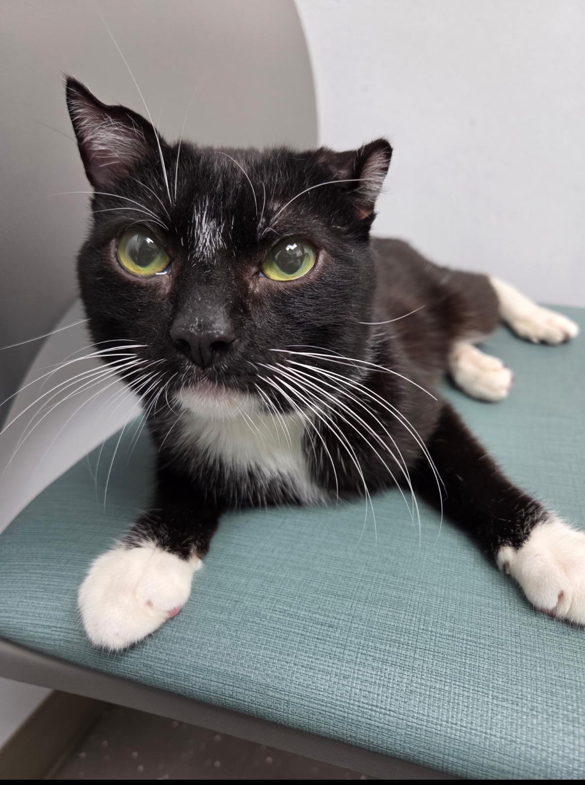 Philip, ADOPTABLE, Adult Male Domestic Short Hair.