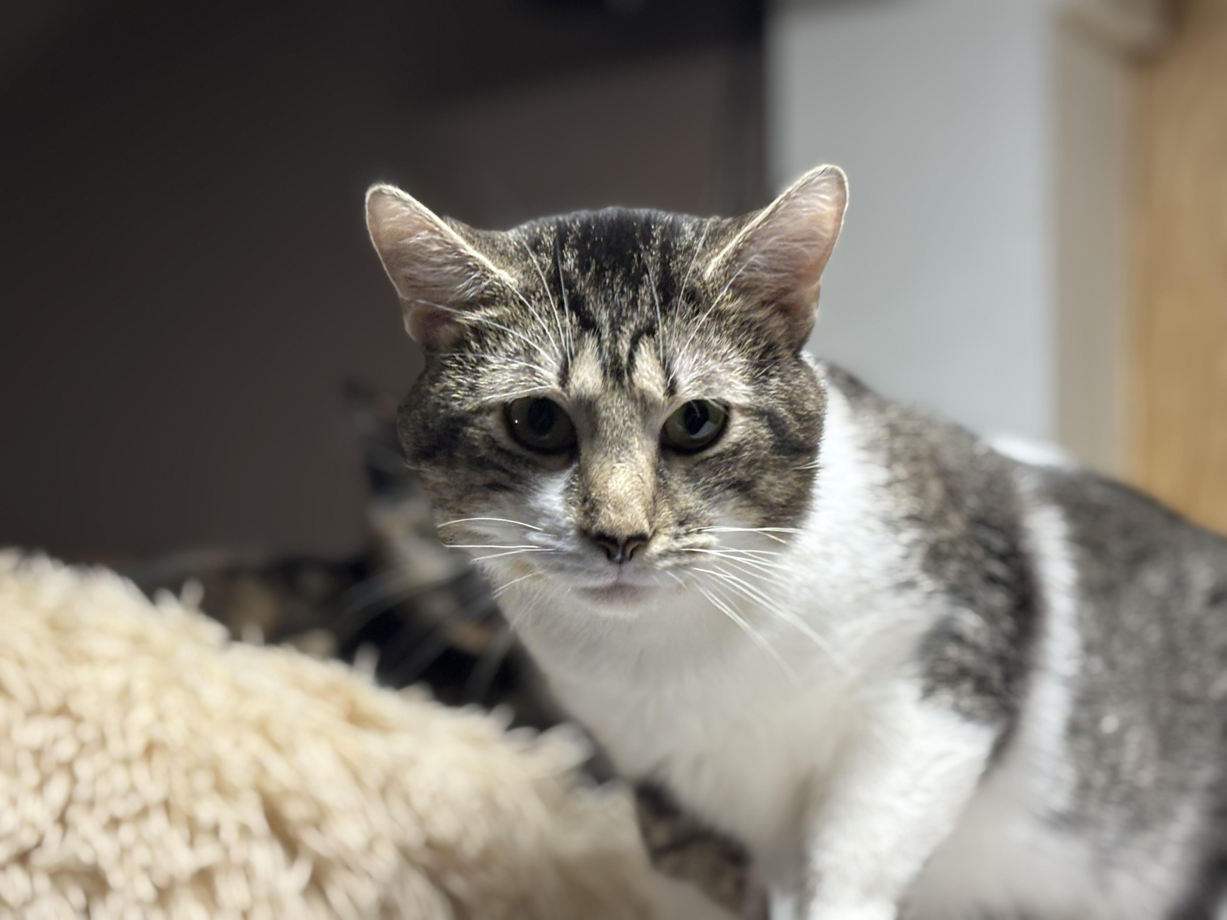 Dennis, Adoptable, Young Male Domestic Short Hair.