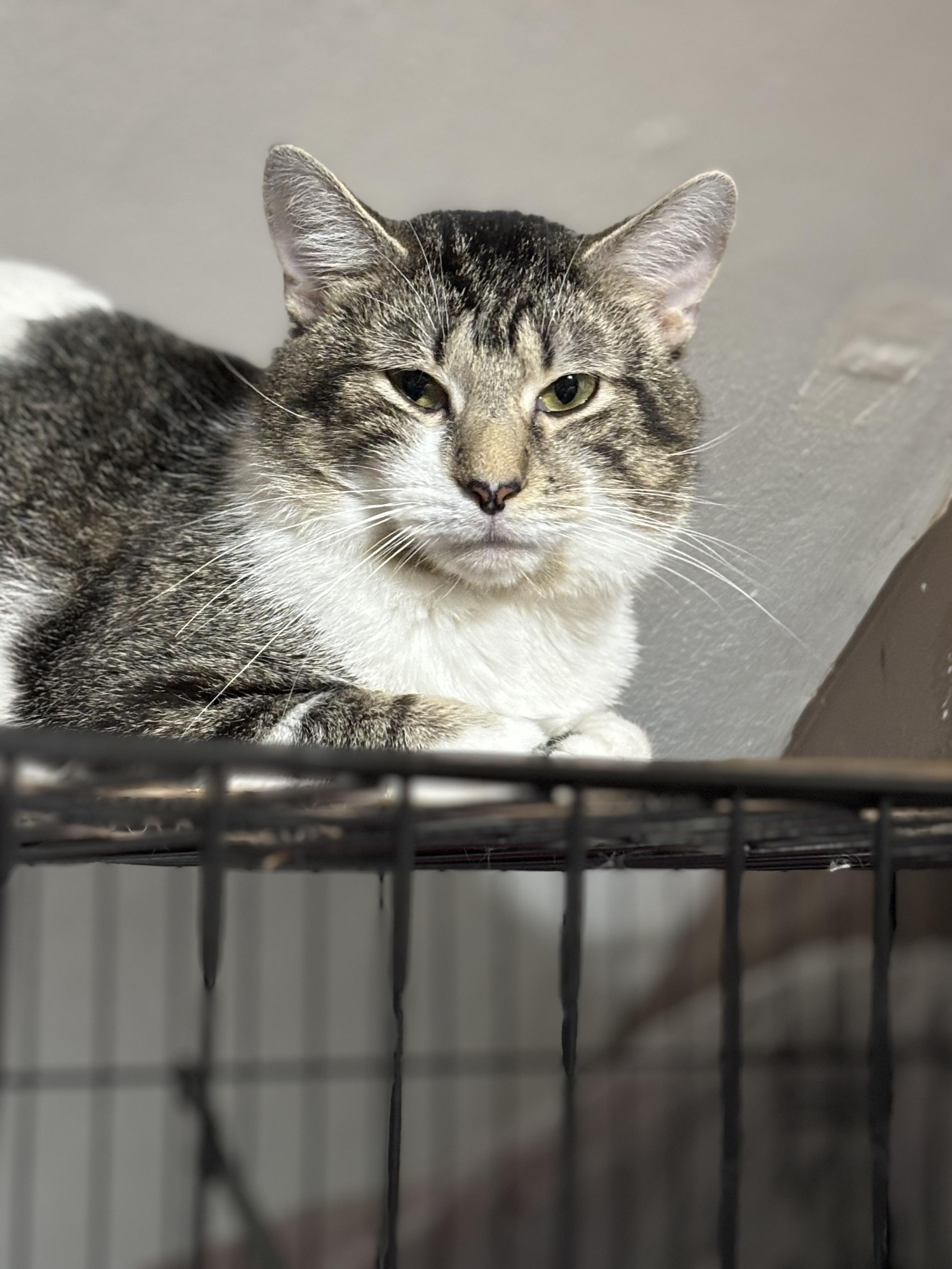Dennis, a Adoptable Domestic Short Hair in Pittsburgh, PA image 3/3