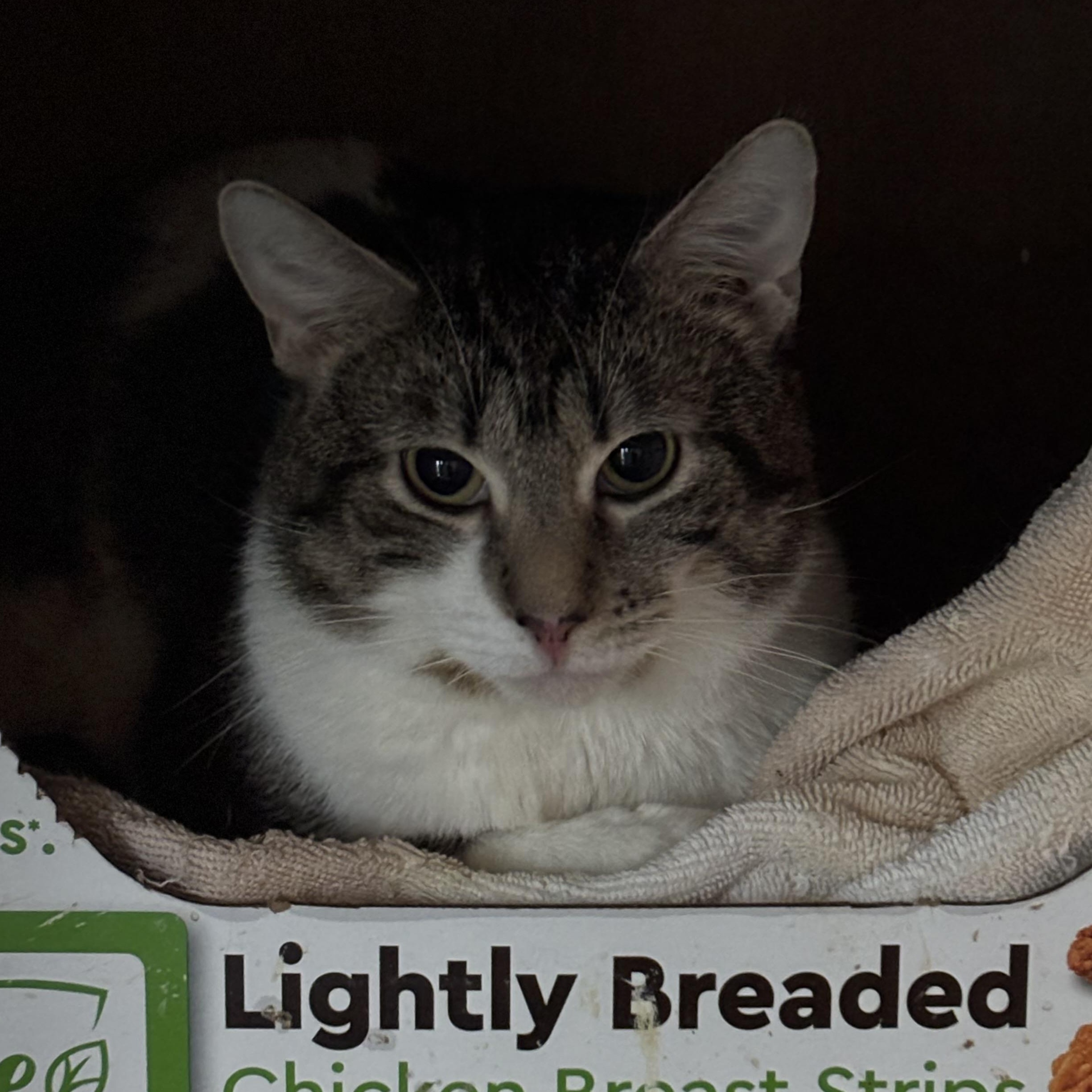 Dennis, a Adoptable Domestic Short Hair in Pittsburgh, PA image 2/3