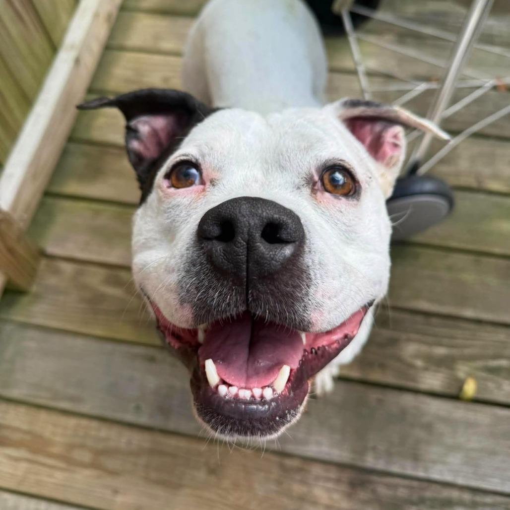 Enlarge Strider, a Adoptable Mixed Breed in South Portland, ME image 2/5