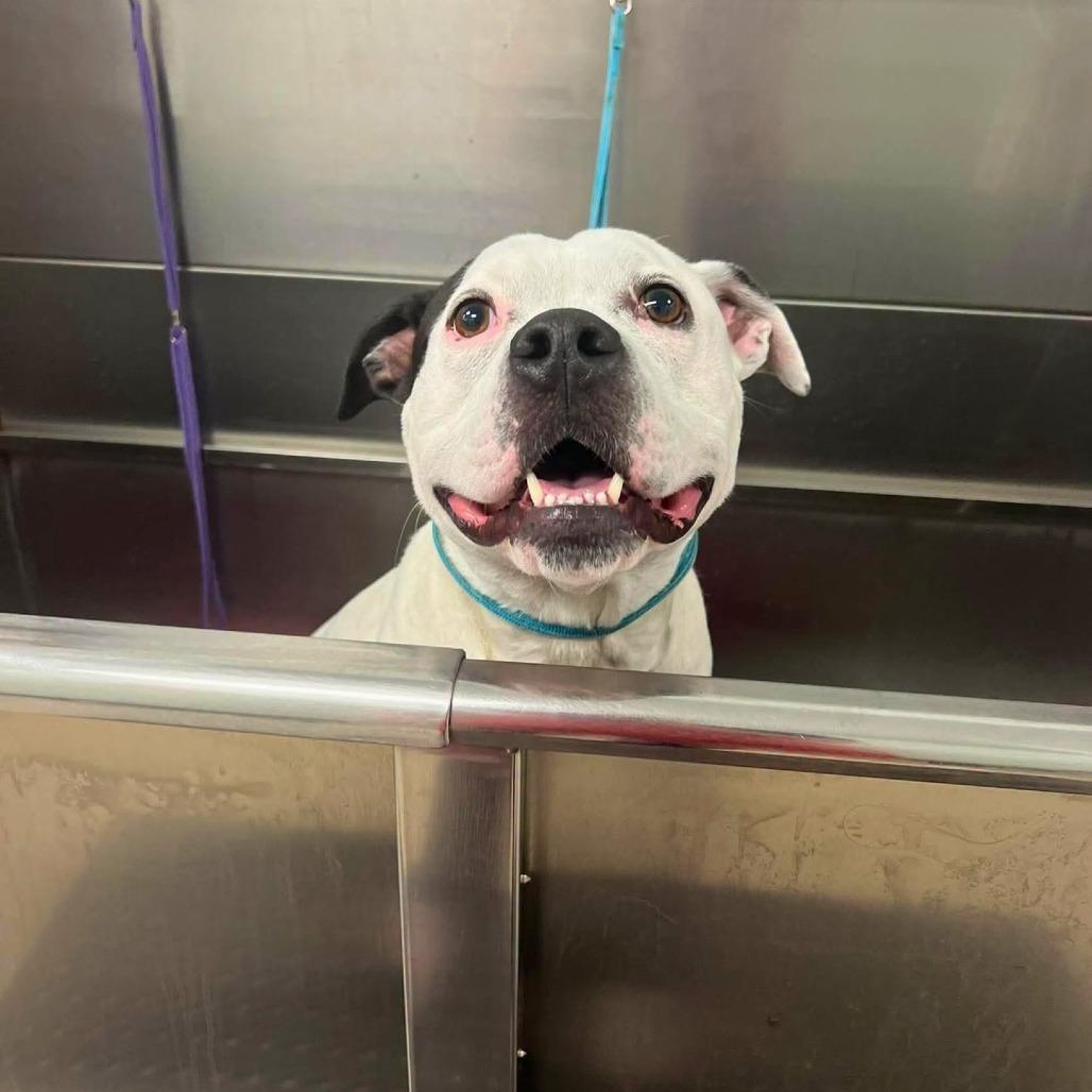 Enlarge Strider, a Adoptable Mixed Breed in South Portland, ME image 3/5