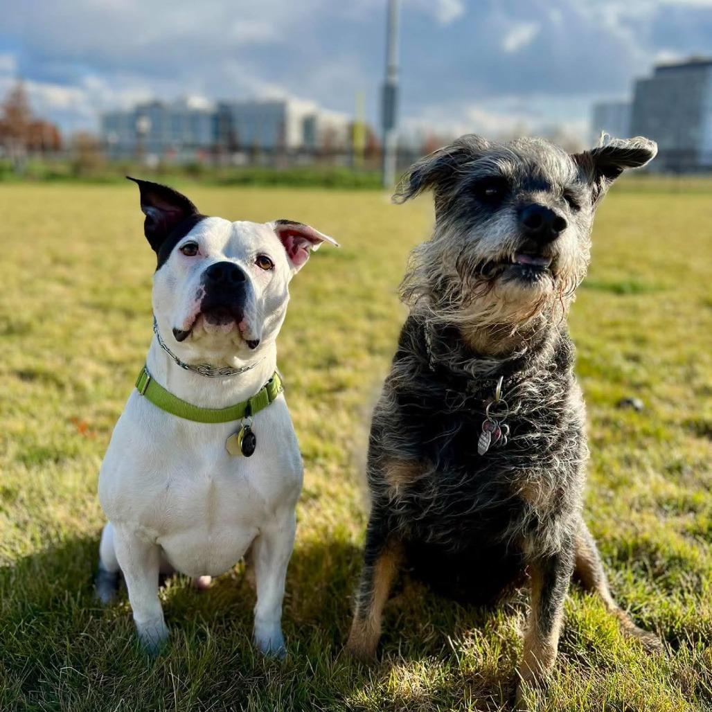 Enlarge Strider, a Adoptable Mixed Breed in South Portland, ME image 4/5
