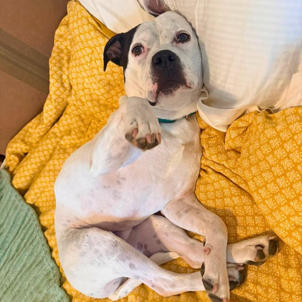 Enlarge Strider, a Adoptable Mixed Breed in South Portland, ME image 5/5