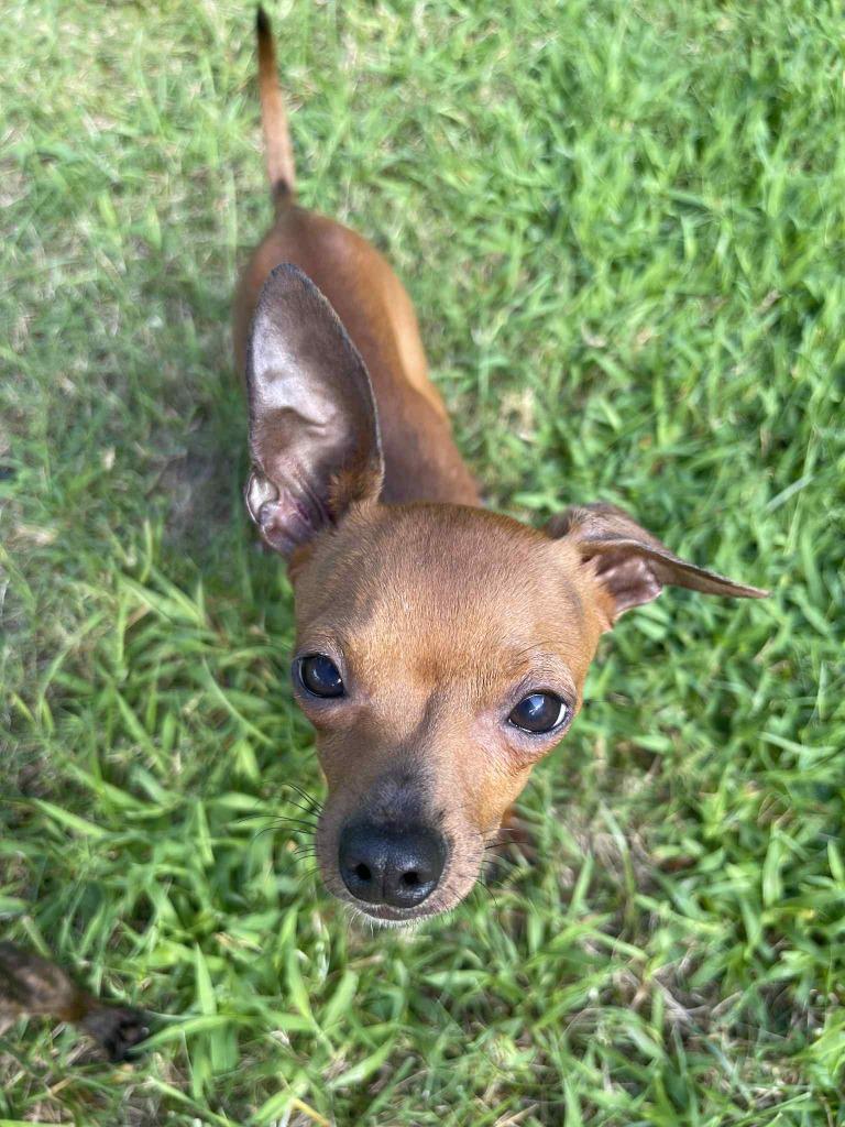 Bowen, Adoptable, Young Male Chihuahua & Miniature Pinscher.