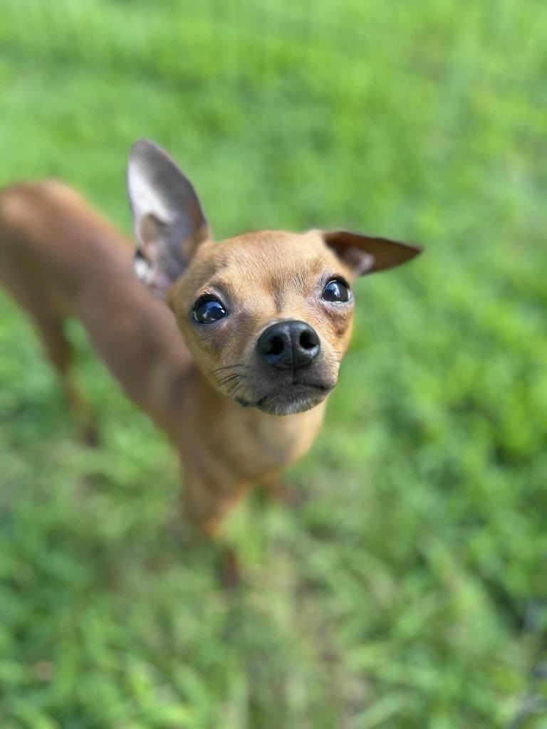 Bowen, Adoptable, Young Male Chihuahua & Miniature Pinscher.