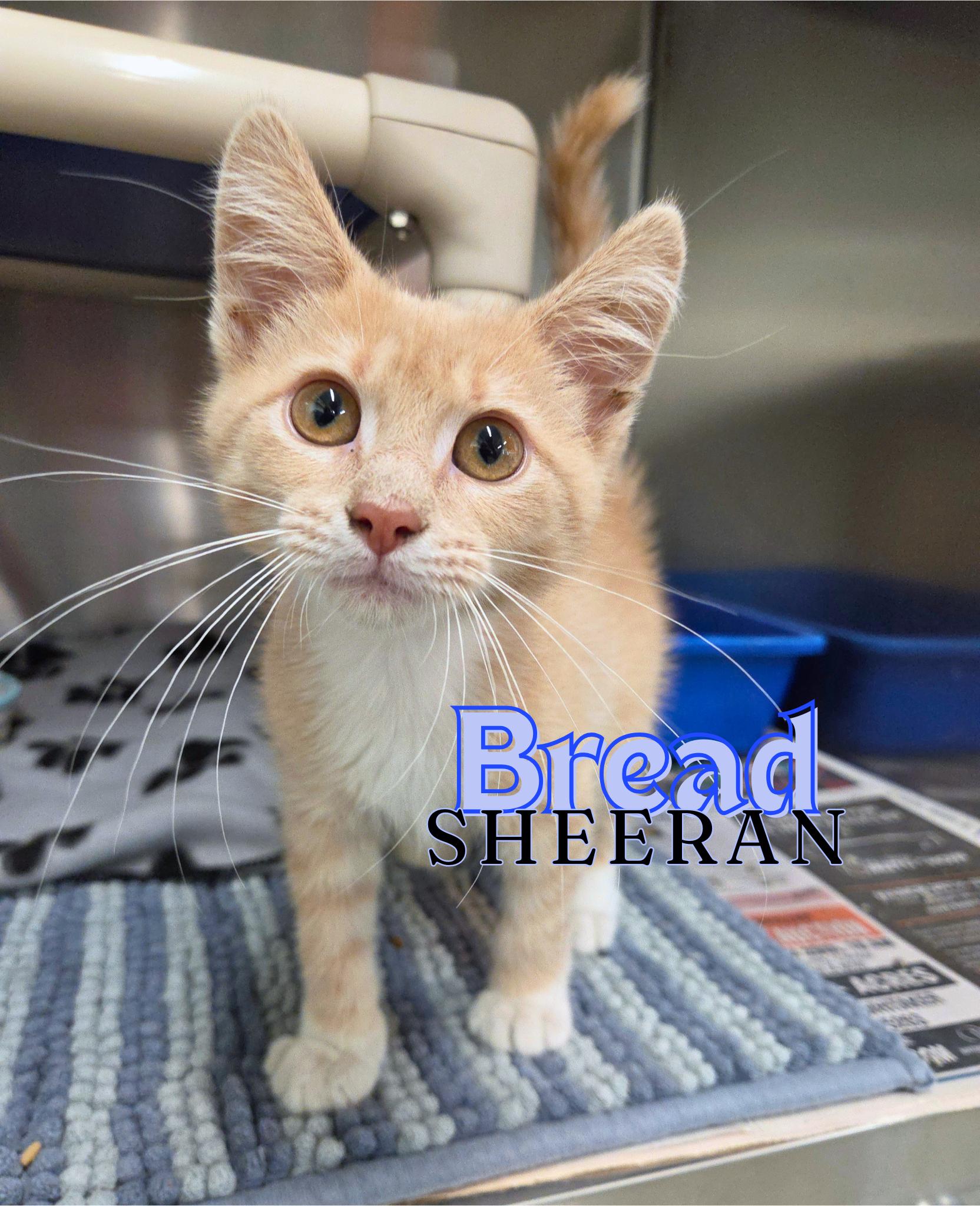 Bread Sheeran, adopted, Kitten Male Domestic Short Hair.