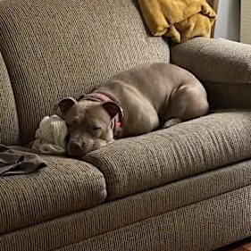 Gaia, Adoptable, Adult Female Pit Bull Terrier.