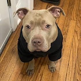 Gaia, a Adoptable Pit Bull Terrier in Chicago, IL image 2/4