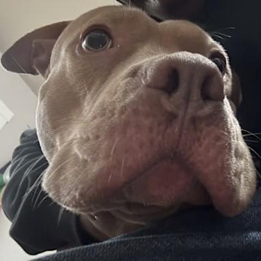 Gaia, a Adoptable Pit Bull Terrier in Chicago, IL image 3/4