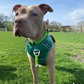 Gaia, a Adoptable Pit Bull Terrier in Chicago, IL image 4/4