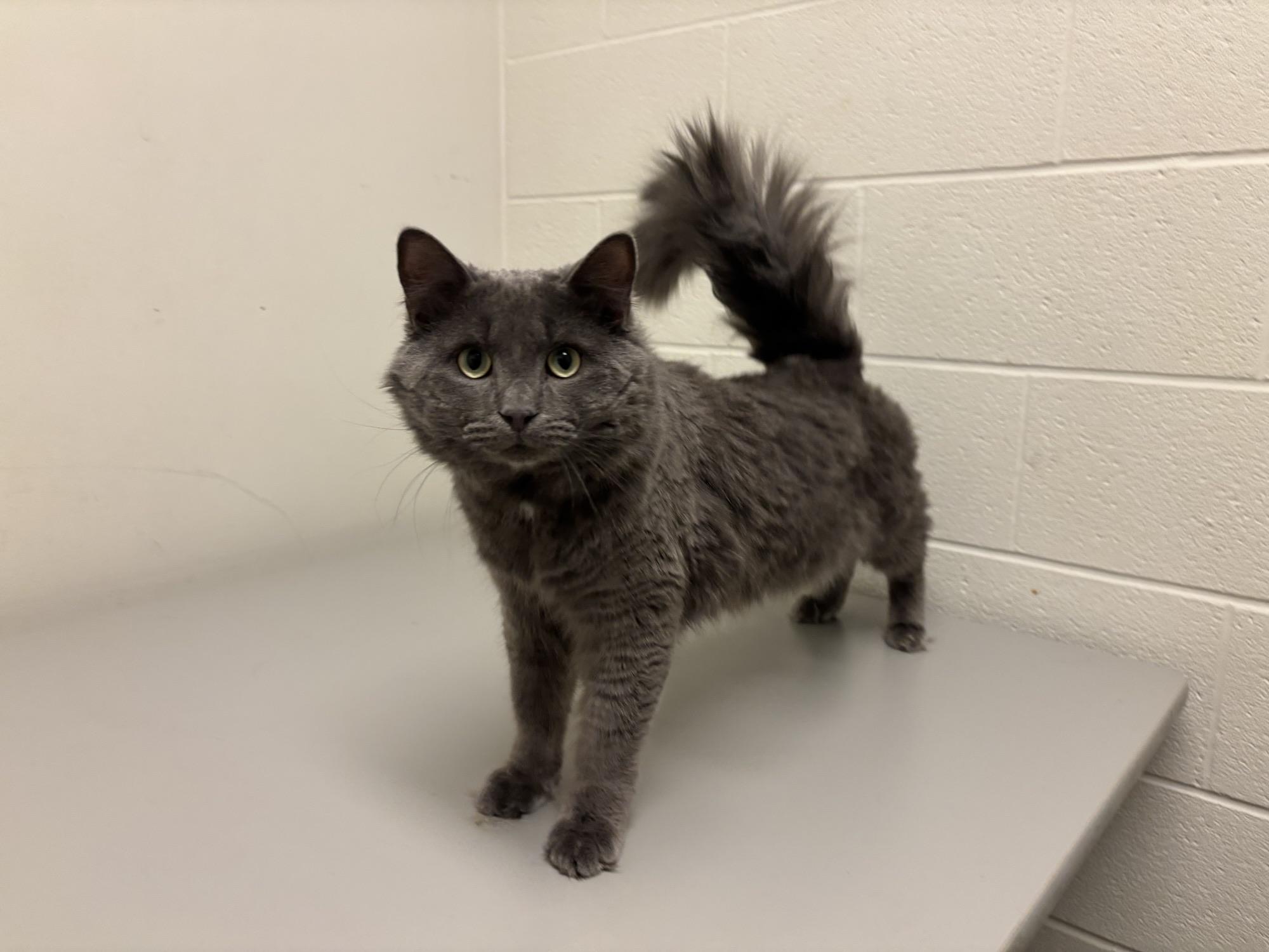 Enlarge Ebenezer CS-431/25, a Adoptable Domestic Medium Hair in Burlington, ON image 1/3