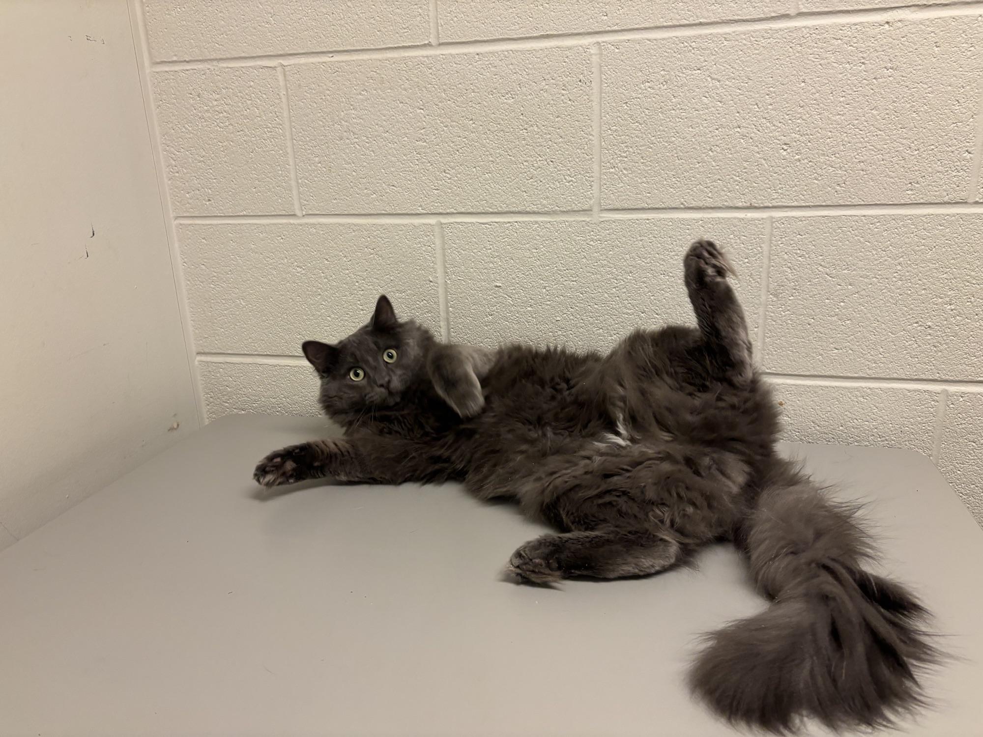 Enlarge Ebenezer CS-431/25, a Adoptable Domestic Medium Hair in Burlington, ON image 2/3