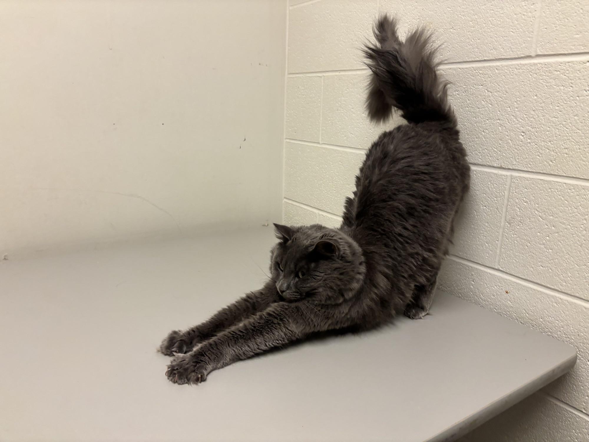 Enlarge Ebenezer CS-431/25, a Adoptable Domestic Medium Hair in Burlington, ON image 3/3