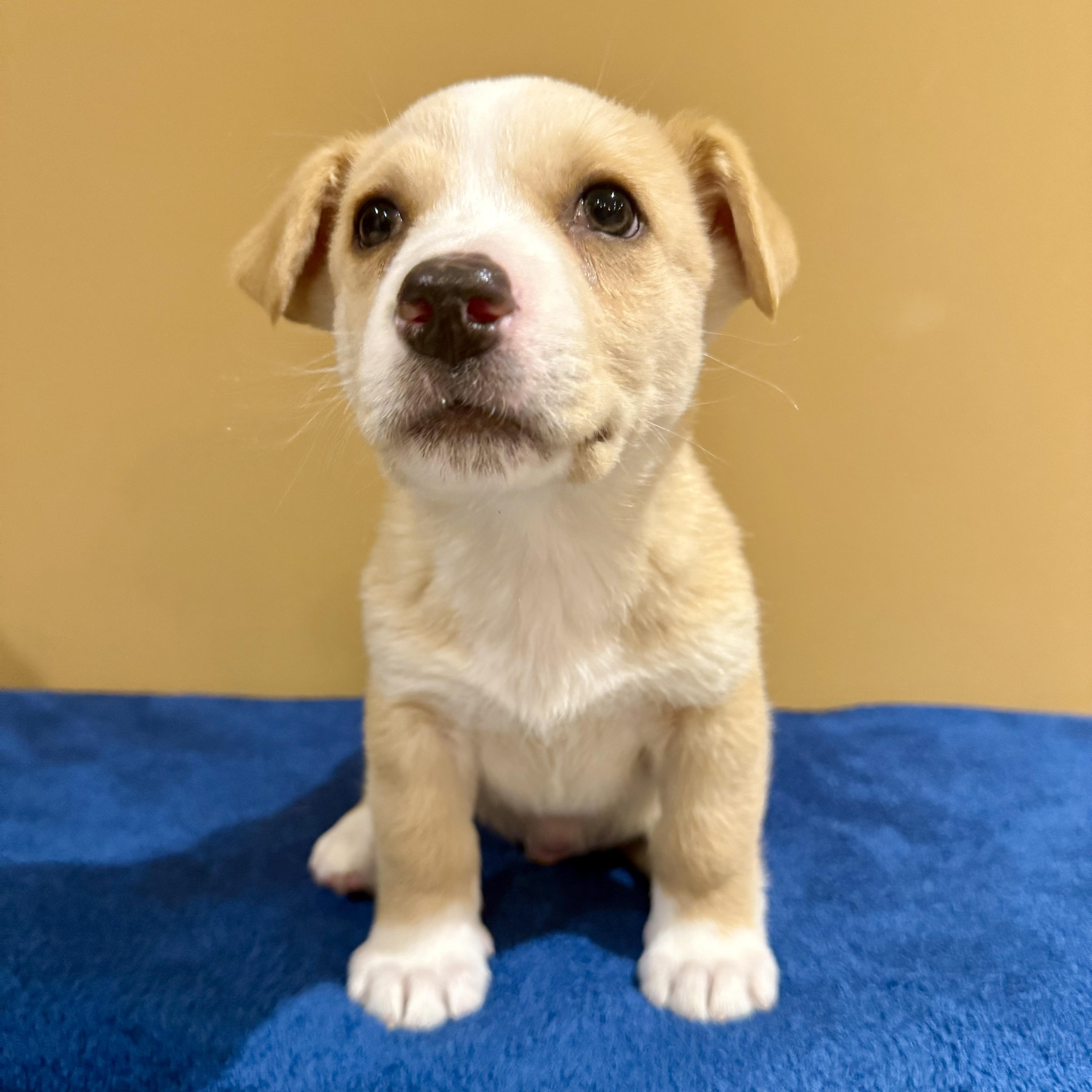 Enlarge Ciabatta, a ADOPTABLE mixed breed in Murphysboro, IL image 1/6
