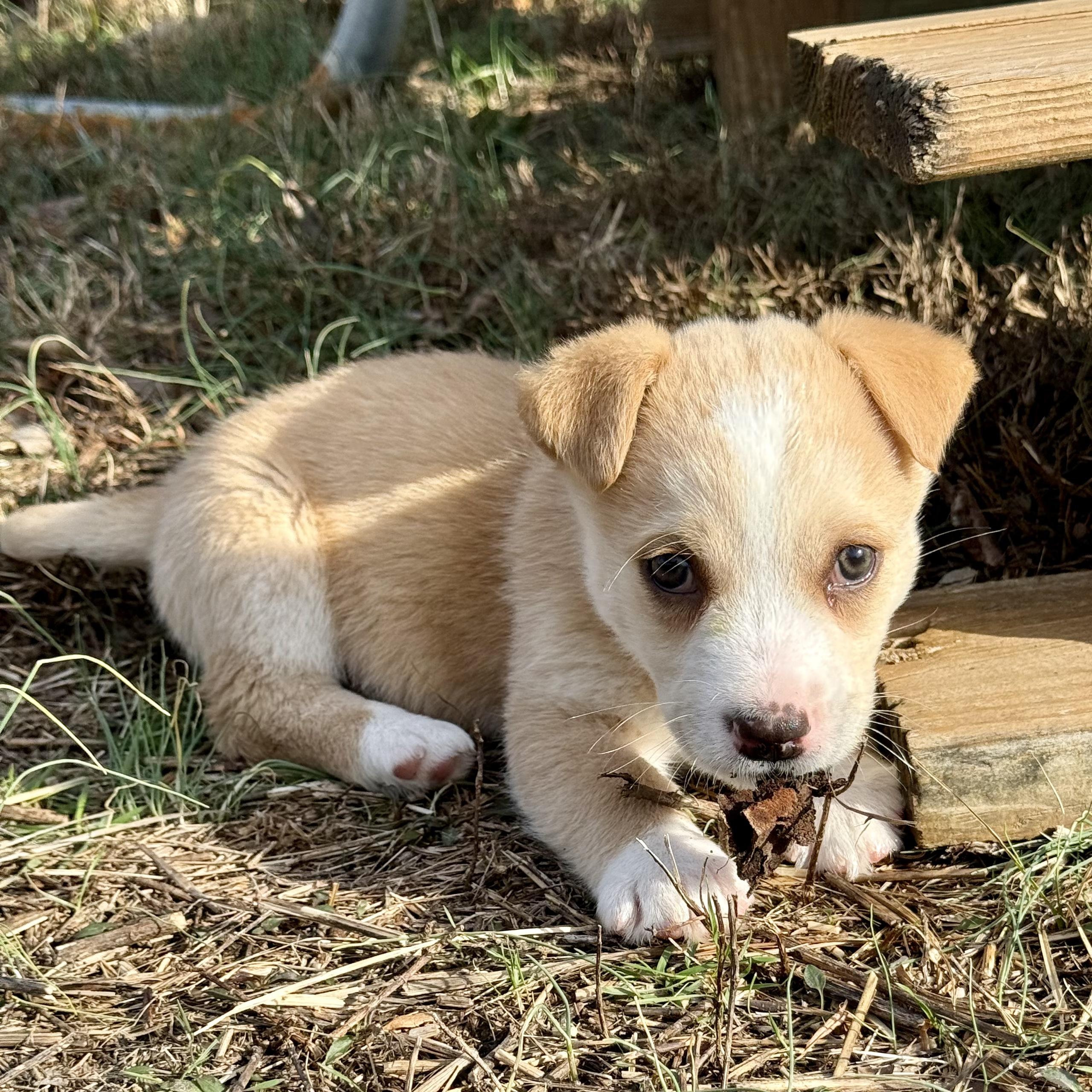 Enlarge Ciabatta, a ADOPTABLE mixed breed in Murphysboro, IL image 3/6
