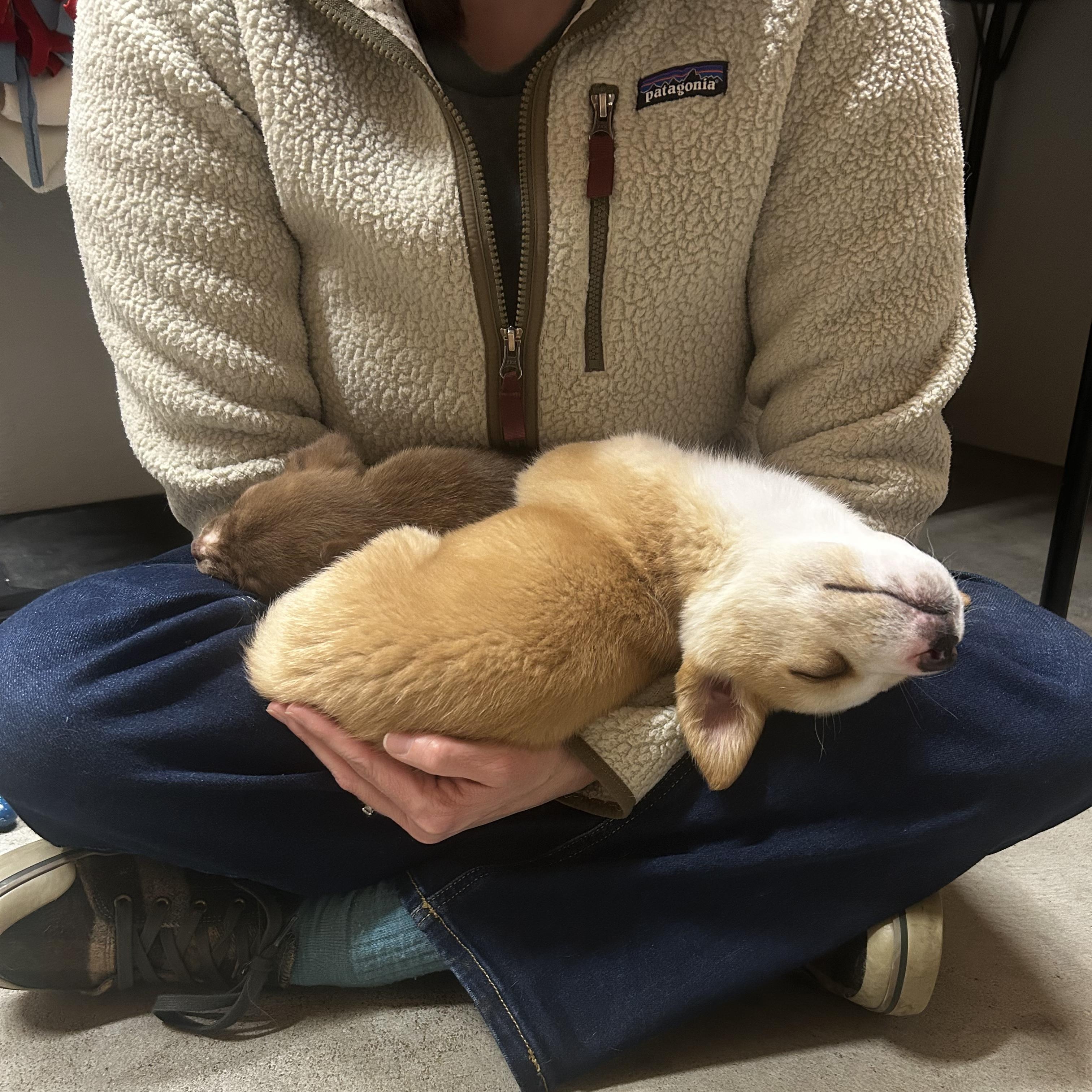 Enlarge Ciabatta, a ADOPTABLE mixed breed in Murphysboro, IL image 4/6