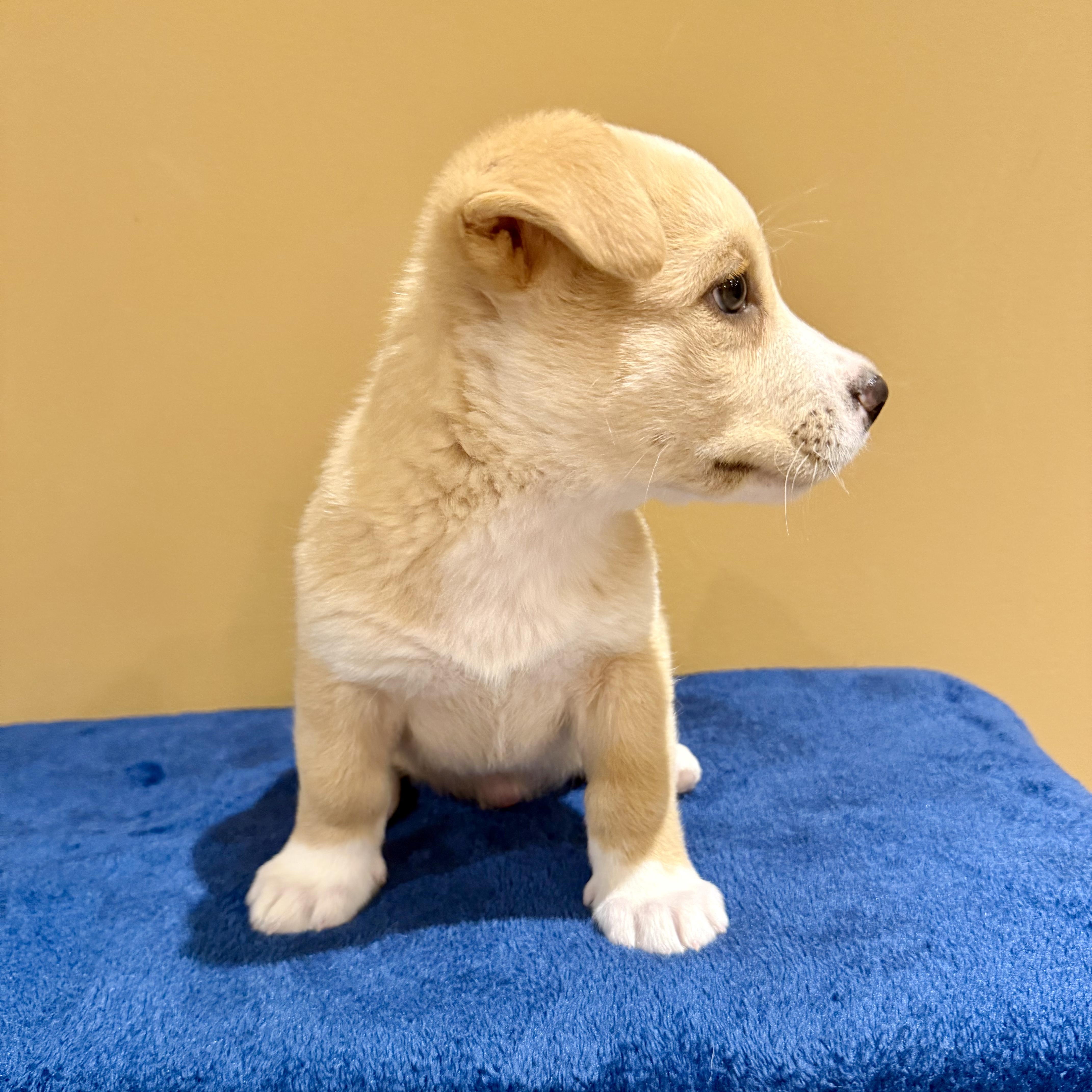 Enlarge Ciabatta, a ADOPTABLE mixed breed in Murphysboro, IL image 2/6