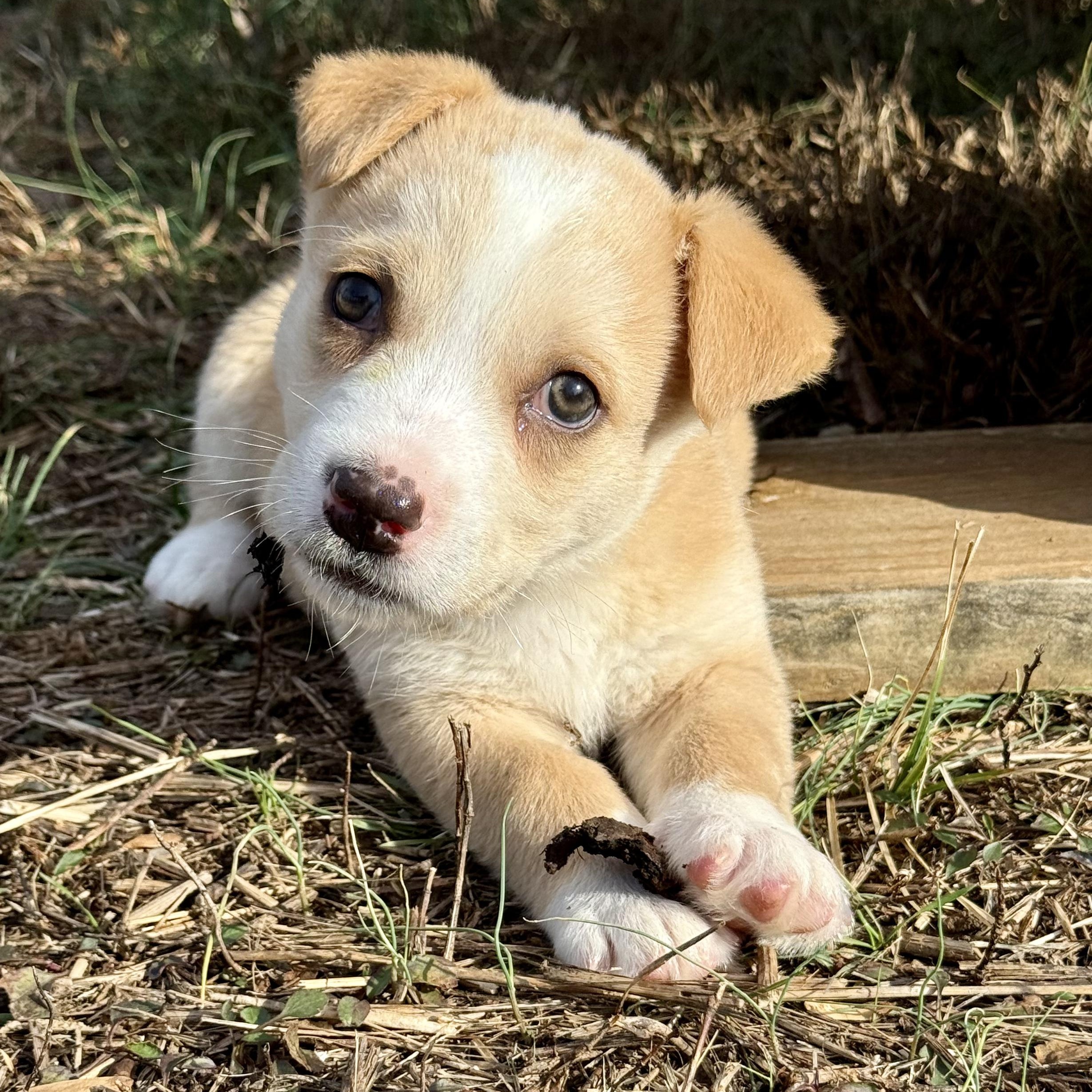 Enlarge Ciabatta, a ADOPTABLE mixed breed in Murphysboro, IL image 5/6