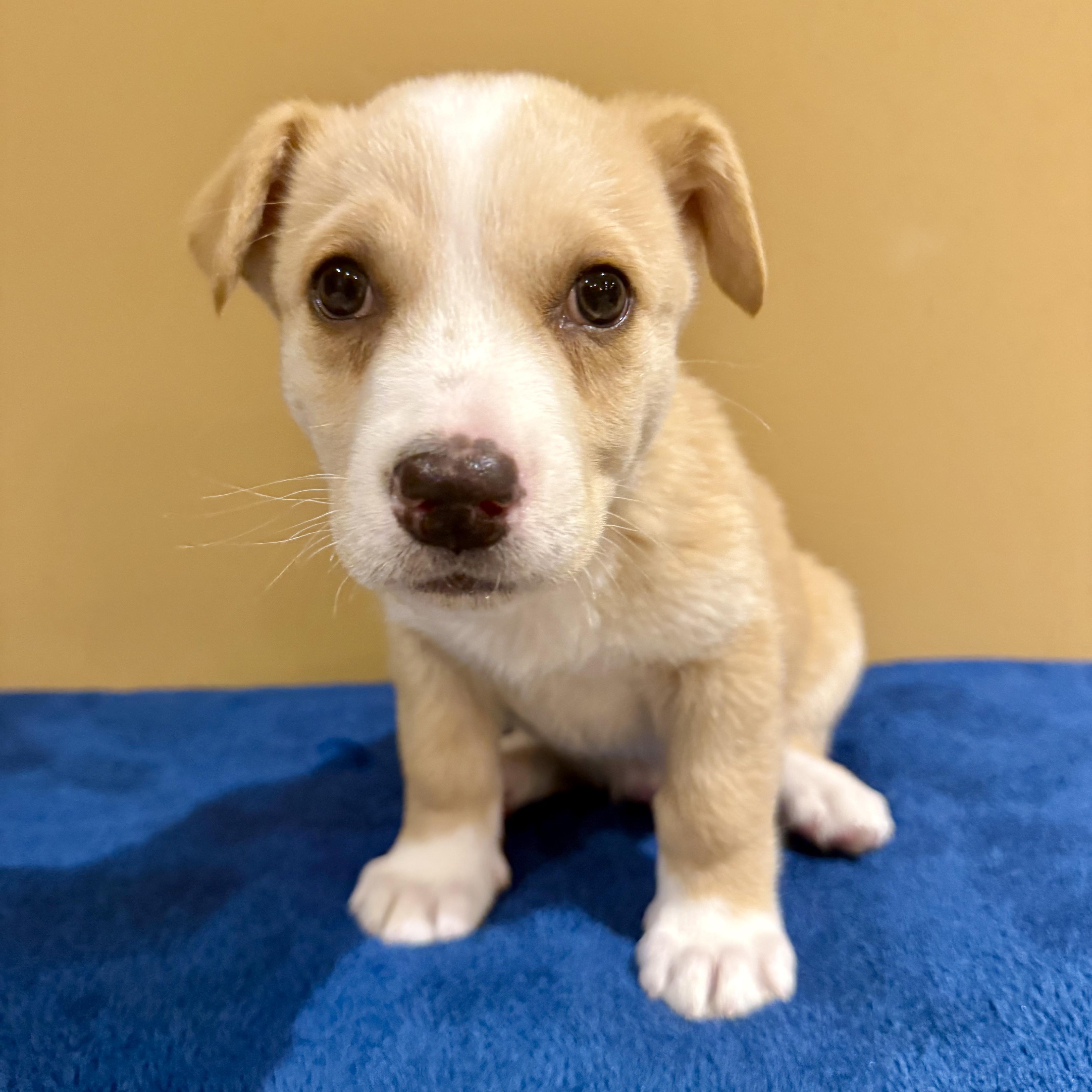 Enlarge Ciabatta, a ADOPTABLE mixed breed in Murphysboro, IL image 6/6