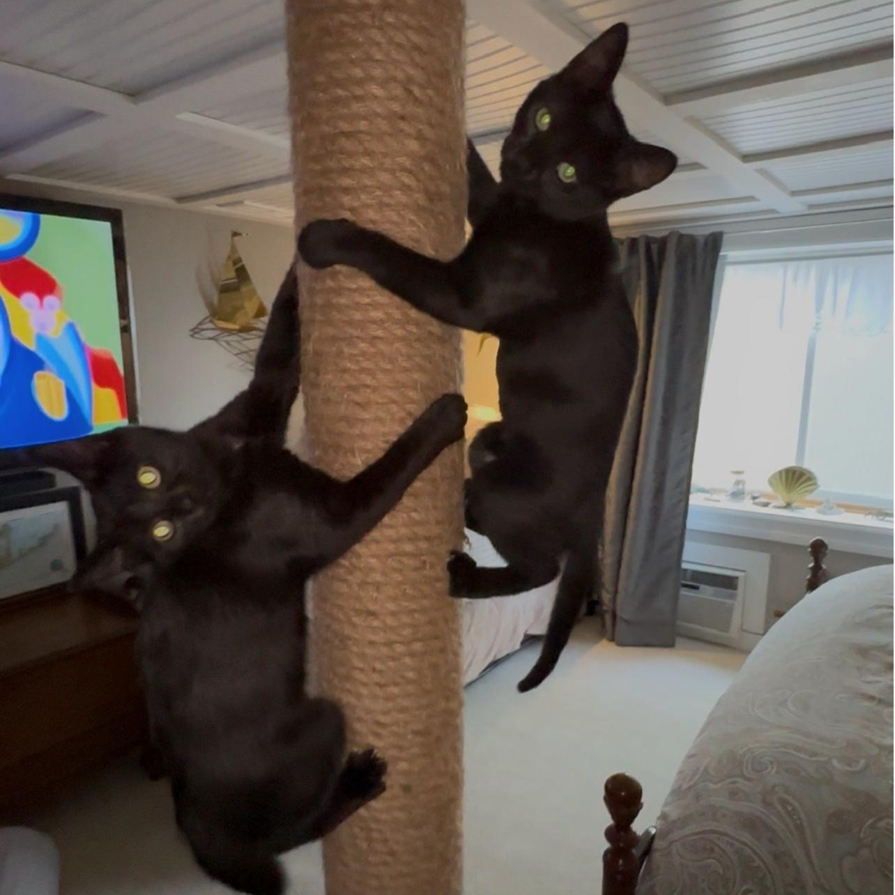 Minnie & Puppy, ADOPTABLE, Kitten Female Domestic Short Hair.