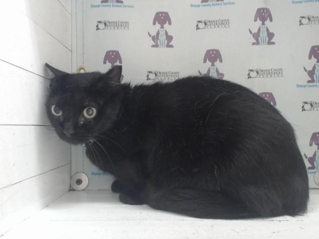 SABRINA, Adoptable, Adult Female Domestic Short Hair.