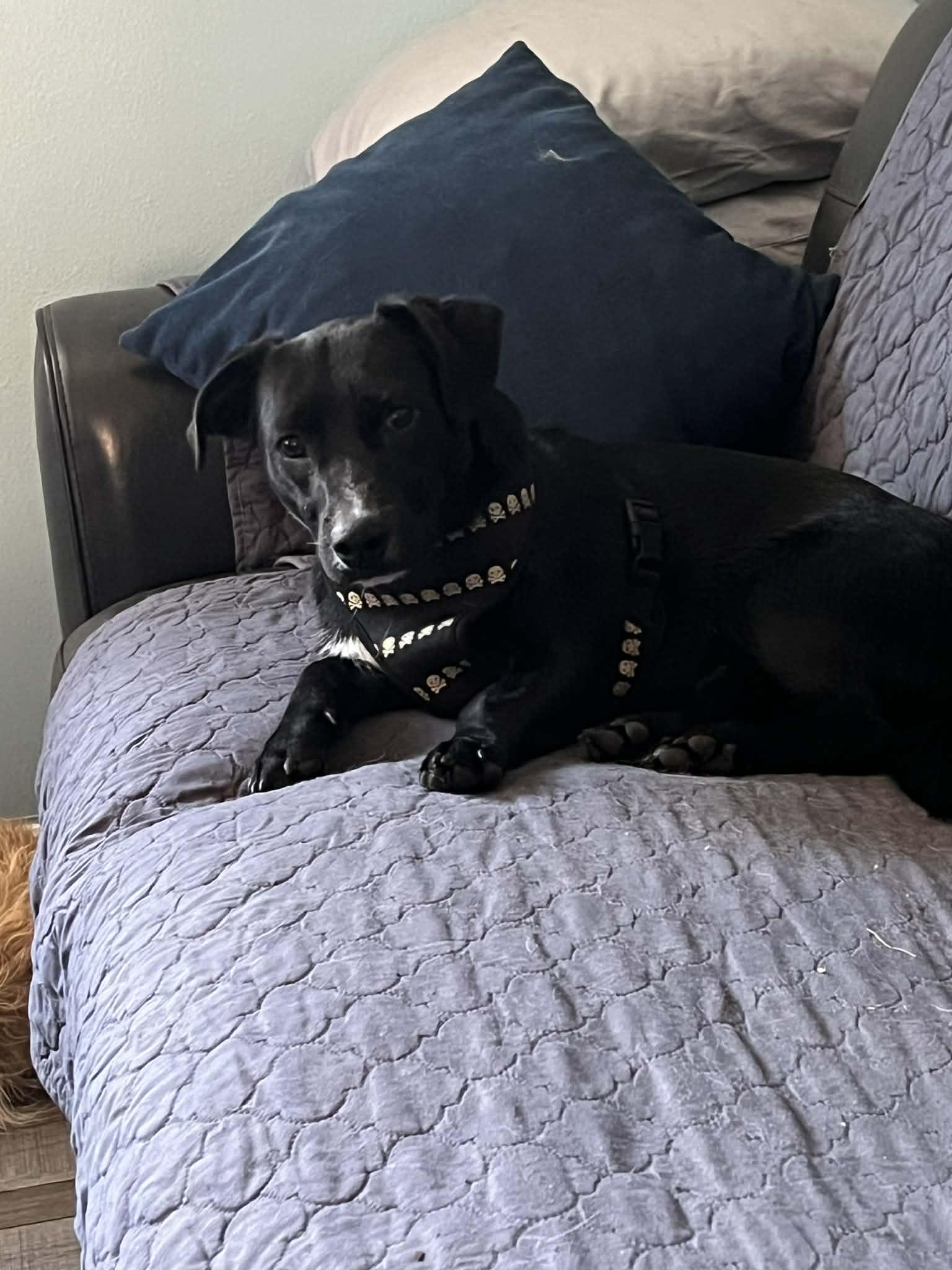 Enlarge Zorro, a ADOPTABLE mixed breed in Eugene, OR image 2/3