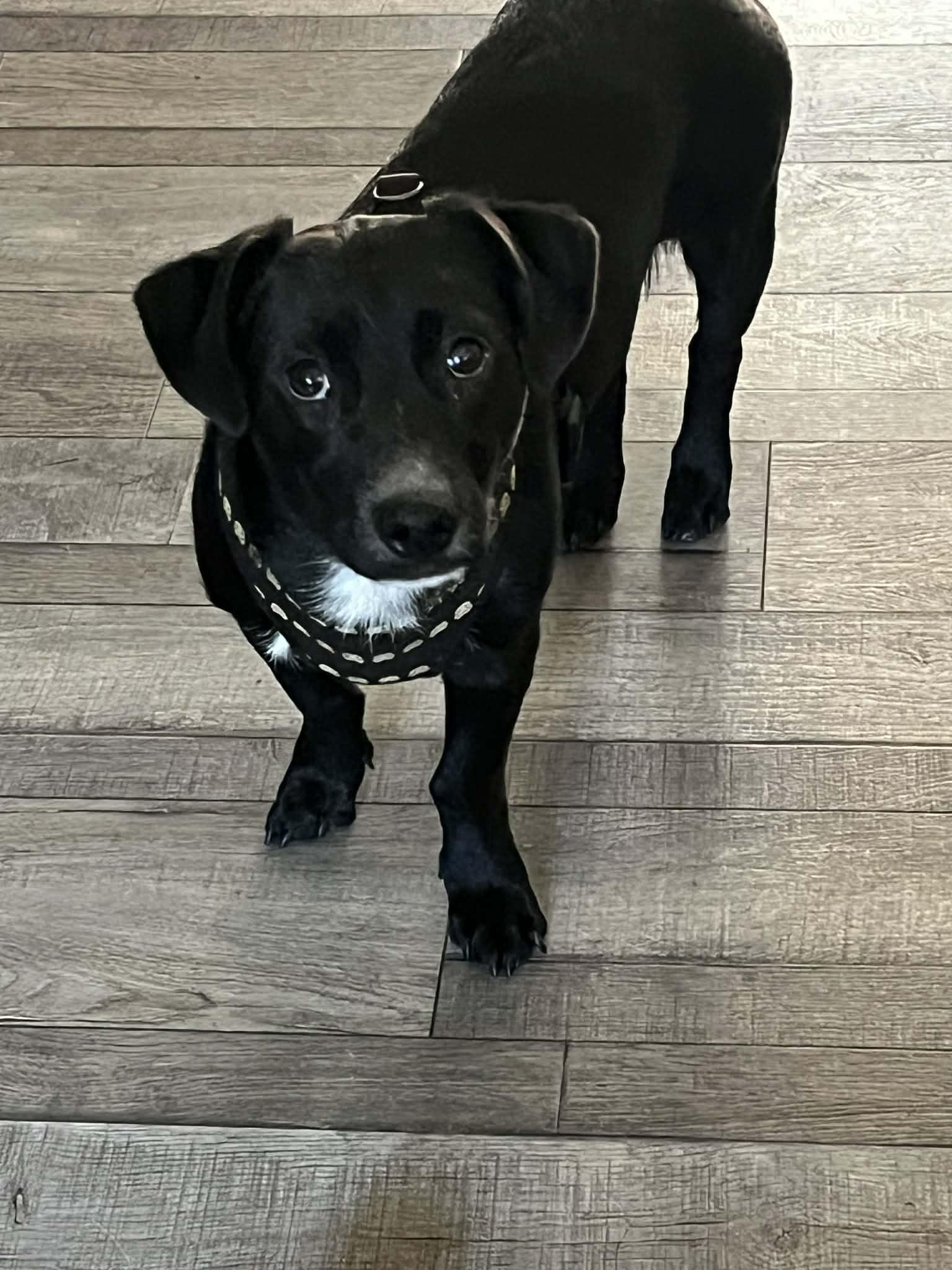 Zorro, ADOPTABLE, Adult Male Terrier.