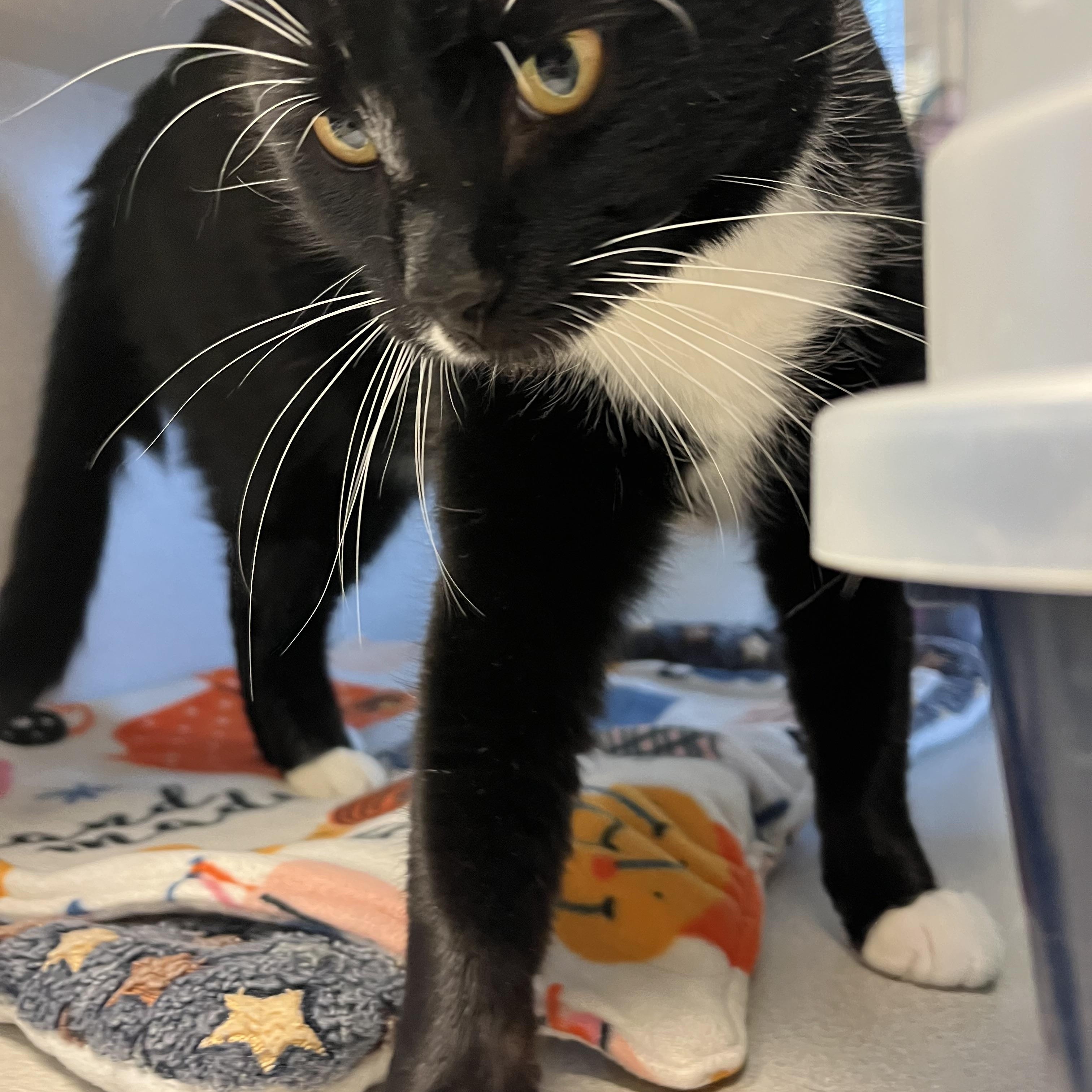 Gunny, Adoptable, Adult Male Domestic Short Hair.