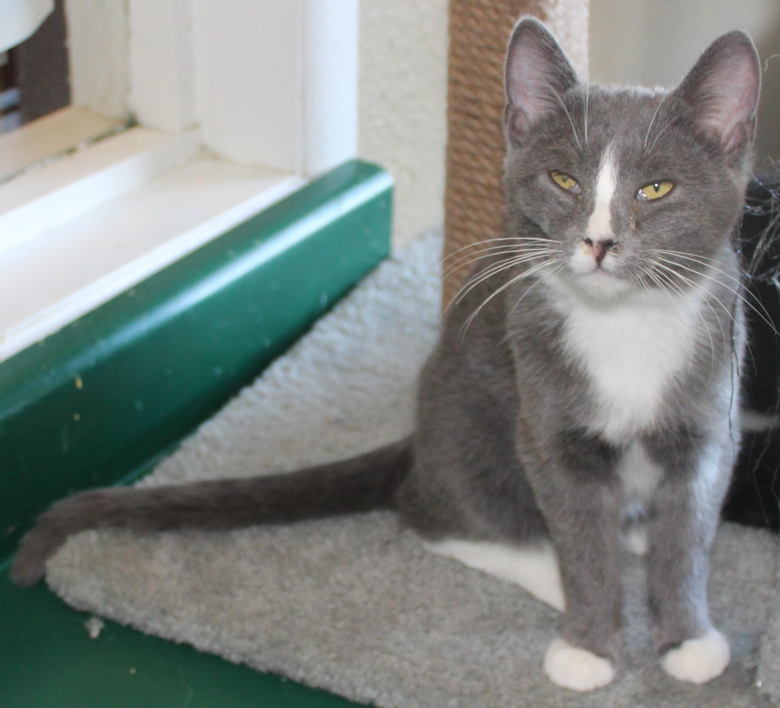 Enlarge Crispy , an adopted mixed breed in Huron, SD image 1/3